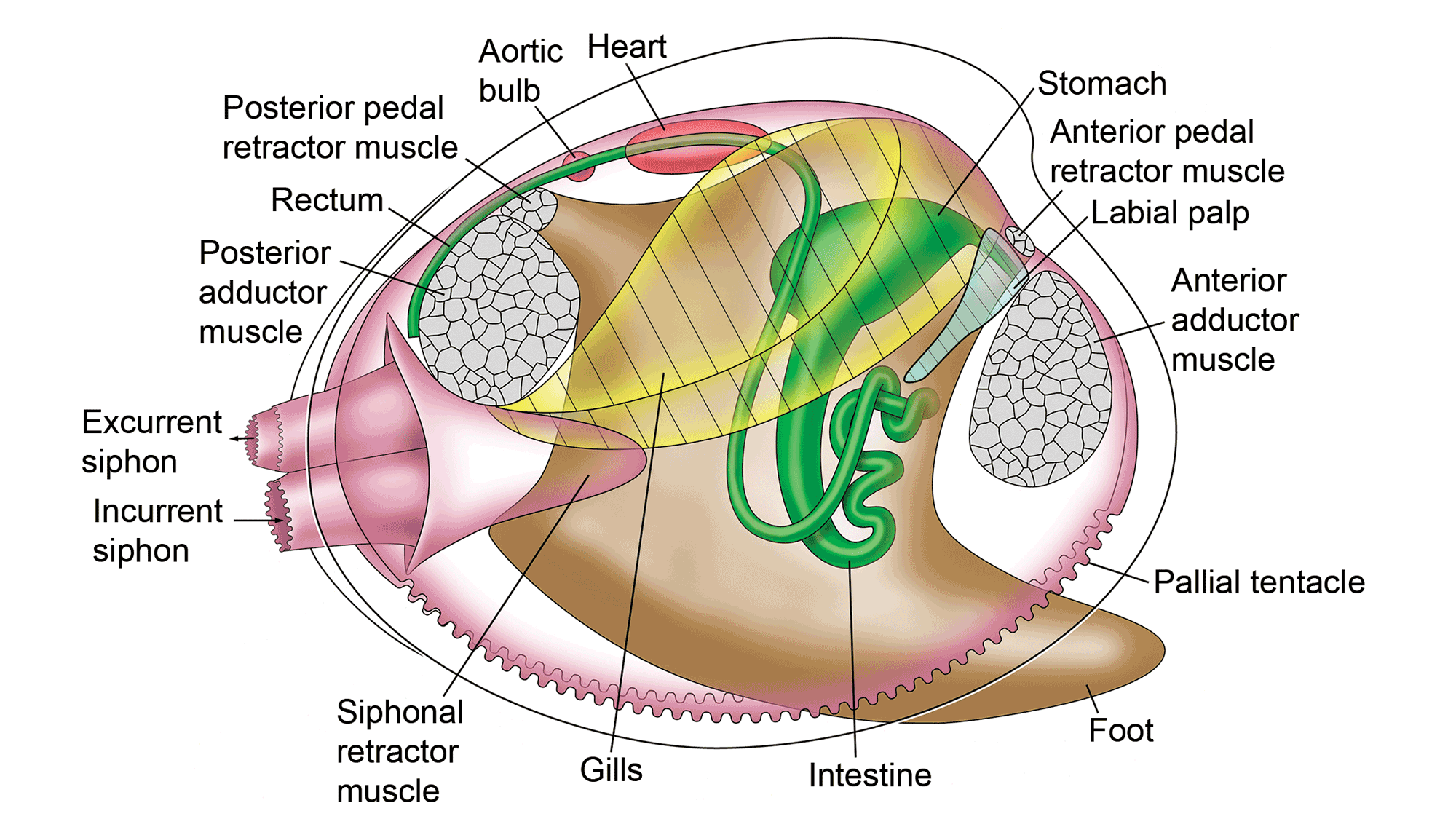 Illustration showing the internal anatomy of a bivalve, with the different parts labeled.