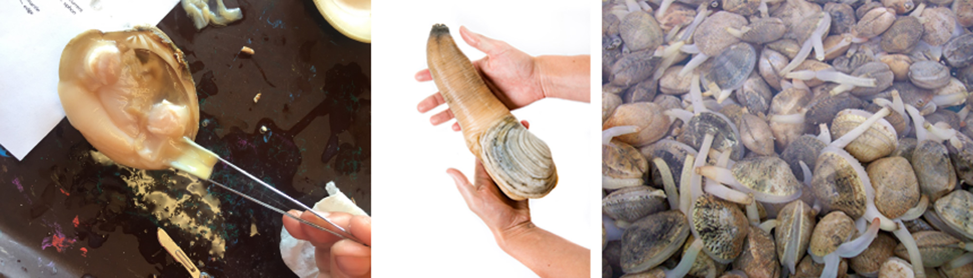 Image showing three photographs of siphons in various bivalves.