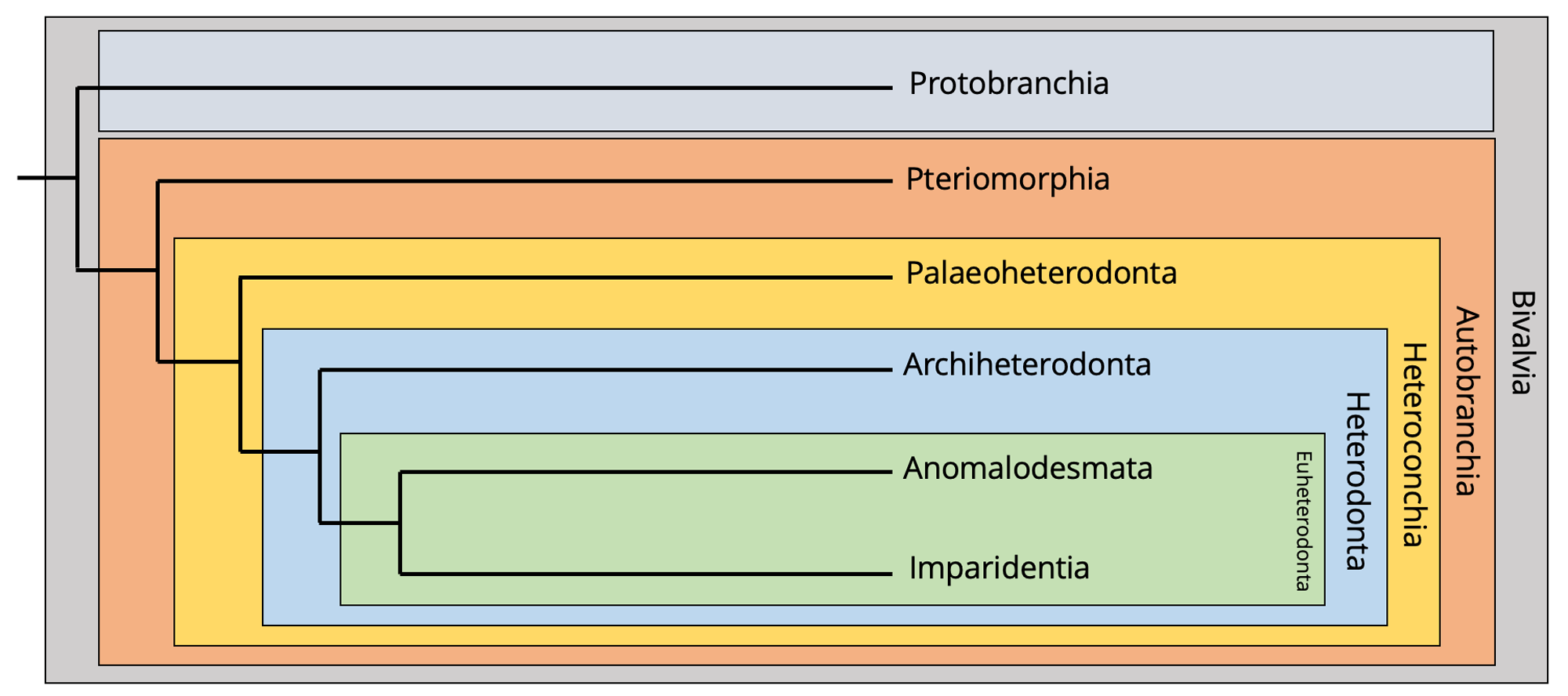 Image showing a phylogeny of bivalves.