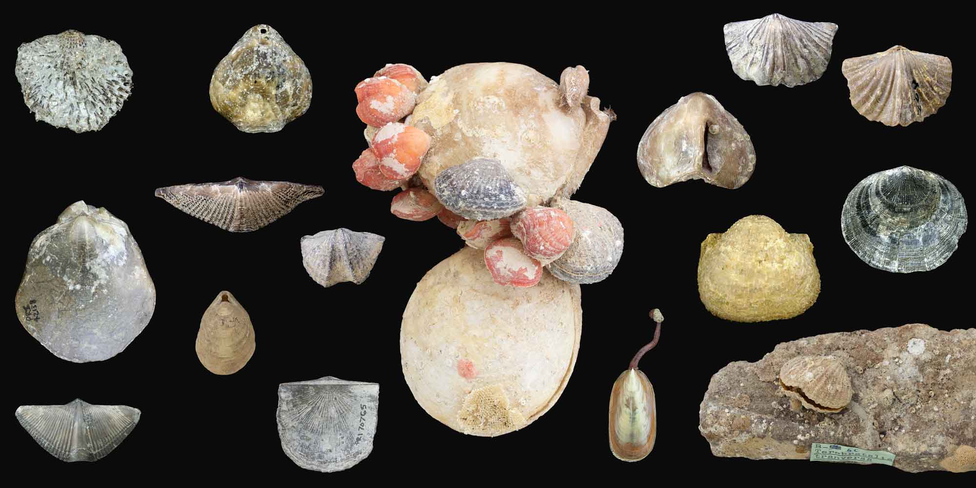 Examples of modern and fossil brachiopod shells