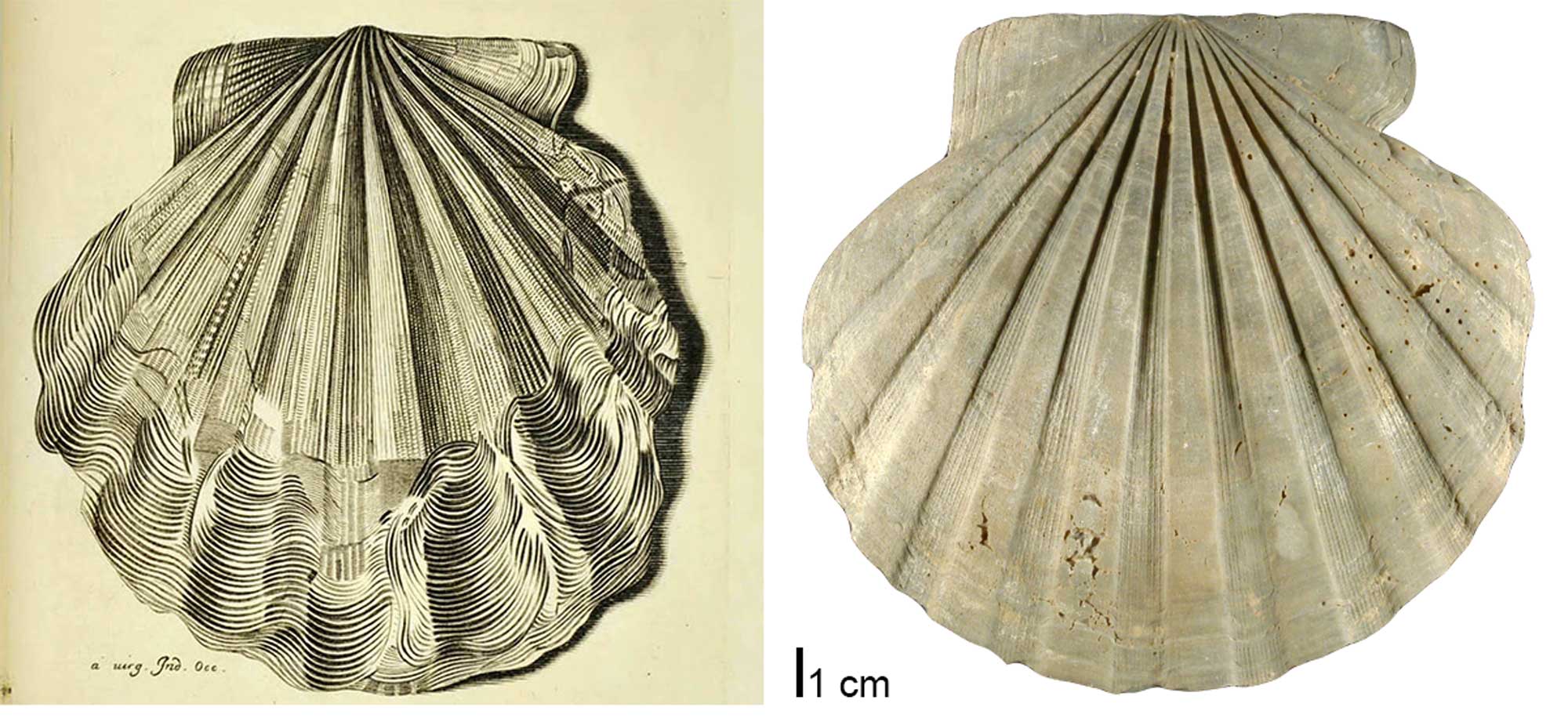 Image showing an engraving of the fossil scallop Chesapecten jeffersonius, and a photograph of a specimen of the same species.