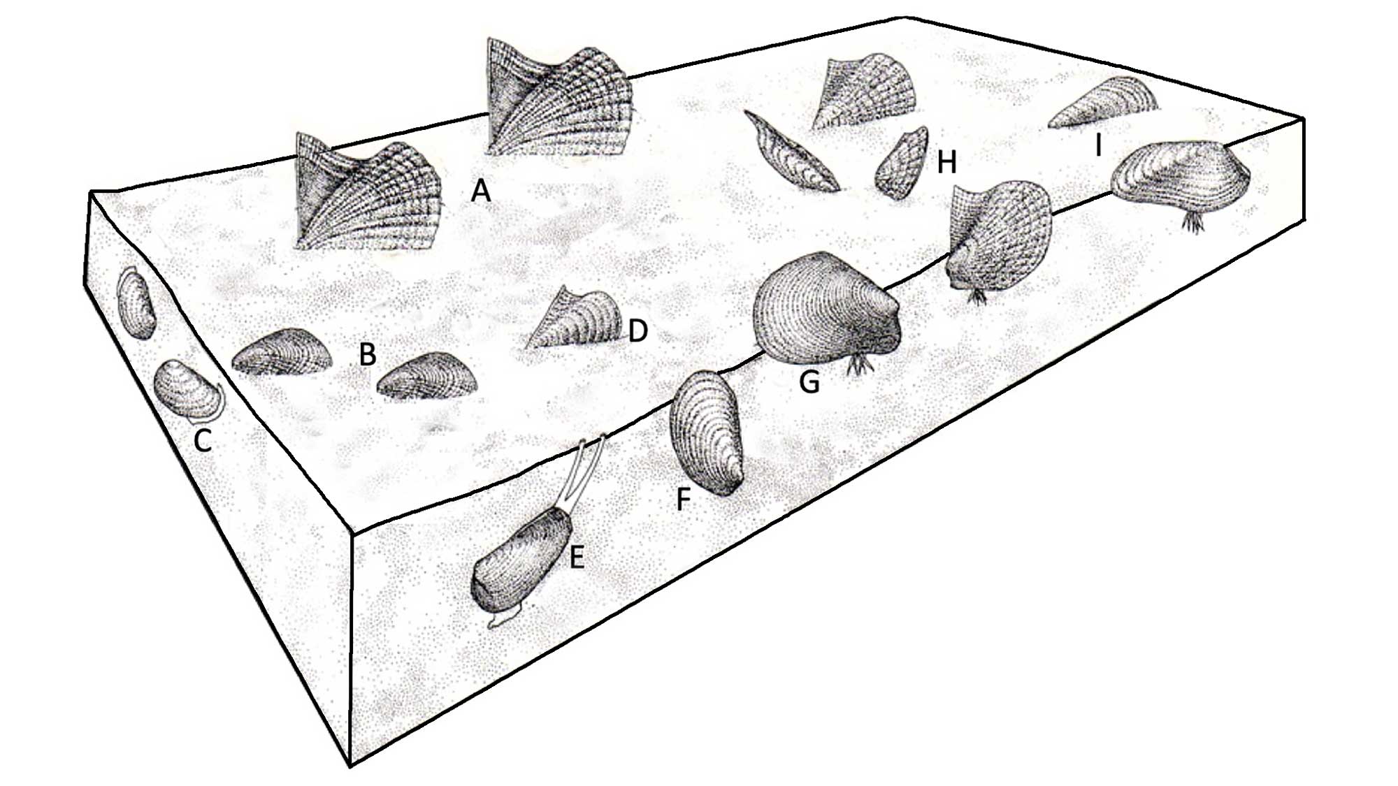 Illustration of the life habits of Devonian bivalves.