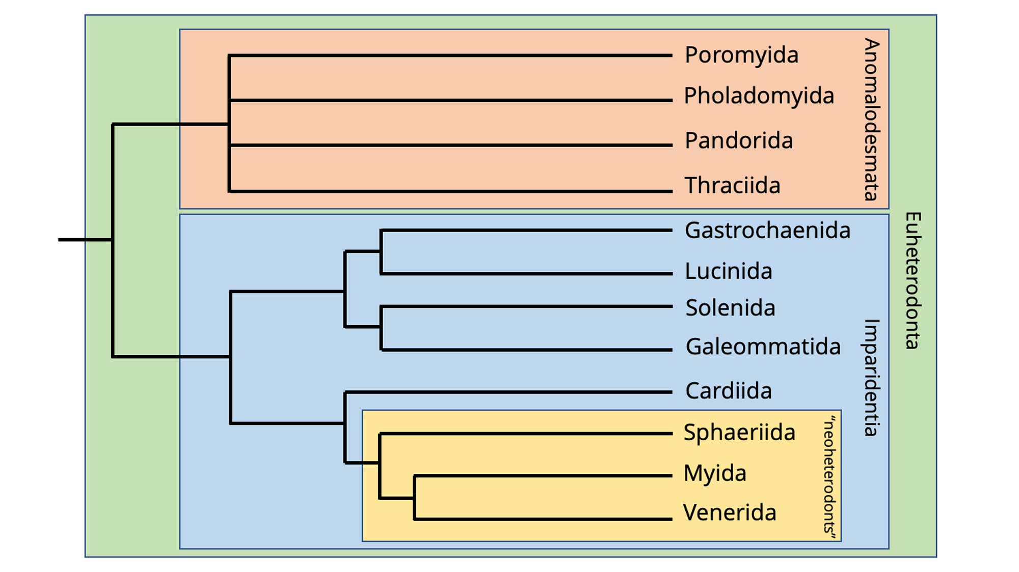 Image showing a phylogeny of euheterodont bivalves.