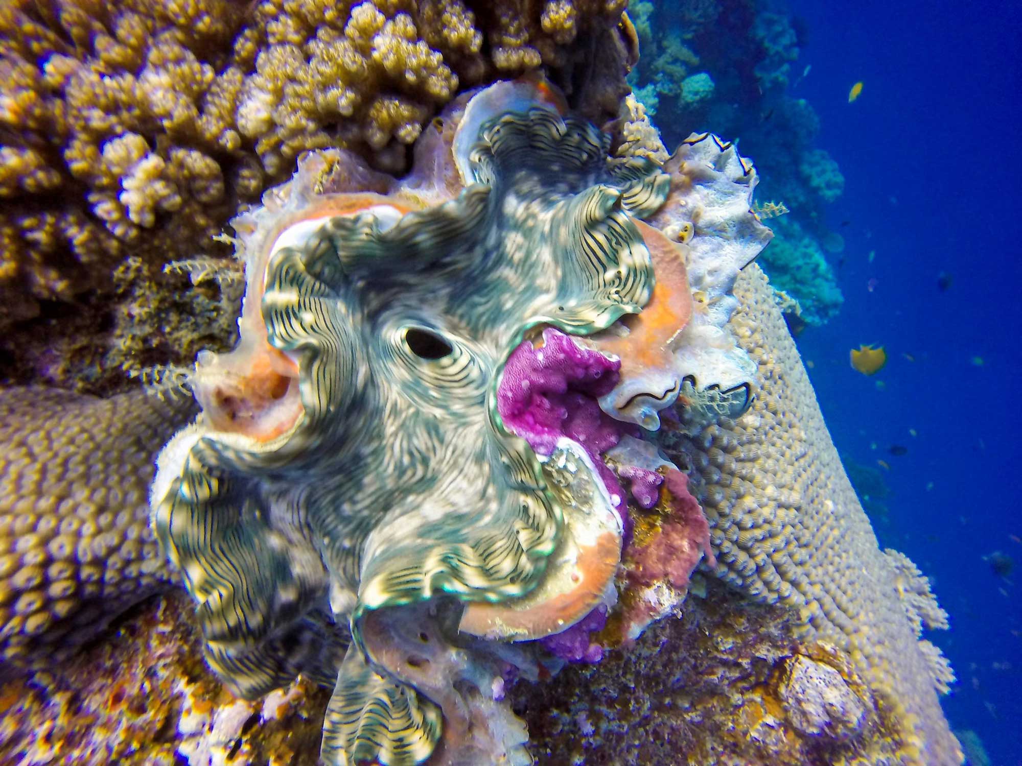 Photograph of a live giant clam.