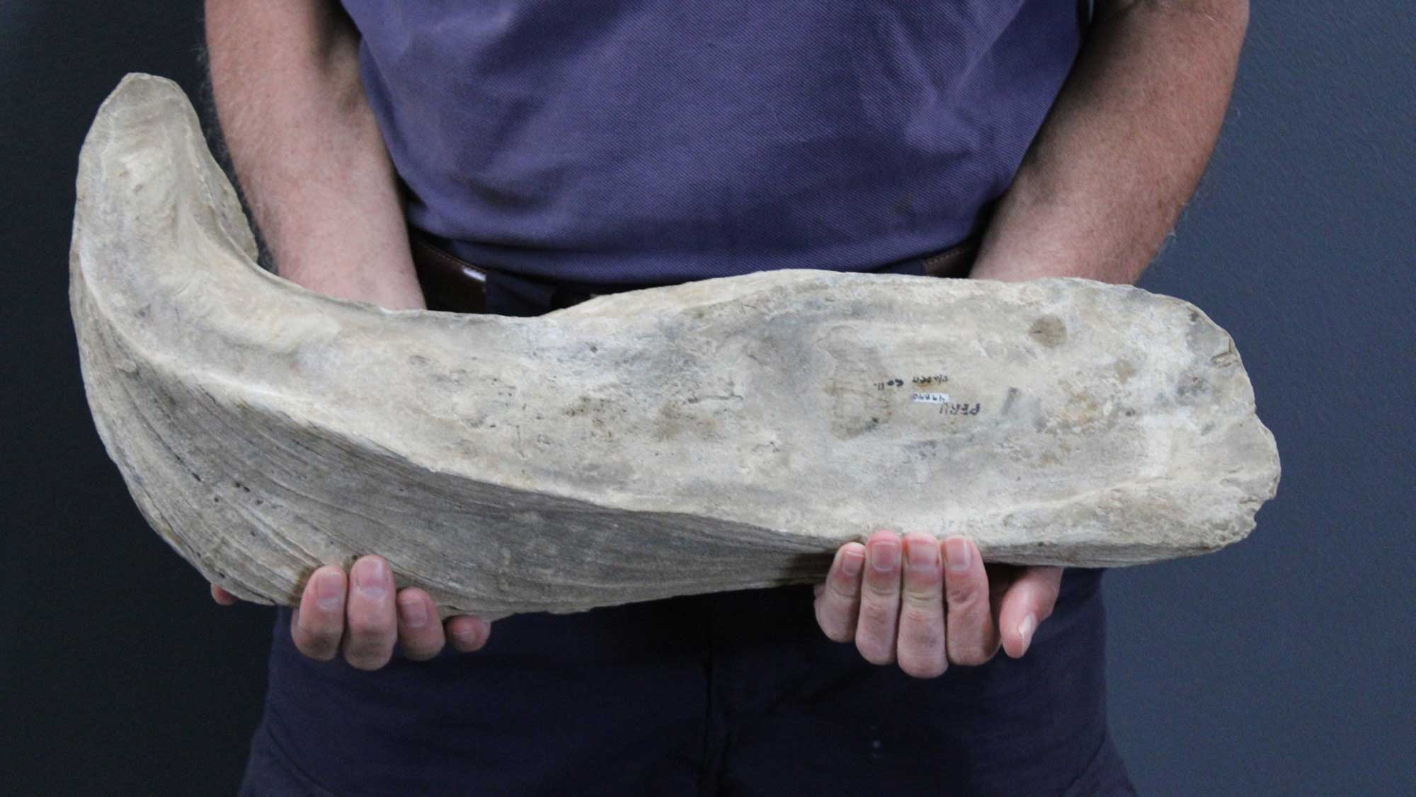 Photograph of a giant oyster.