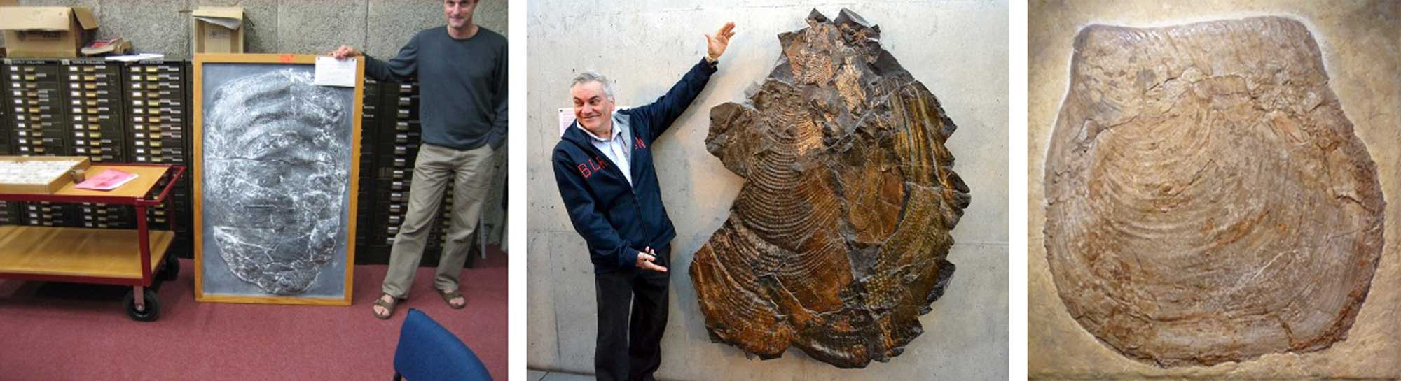 Photographs of three different inoceramid bivalve fossils.