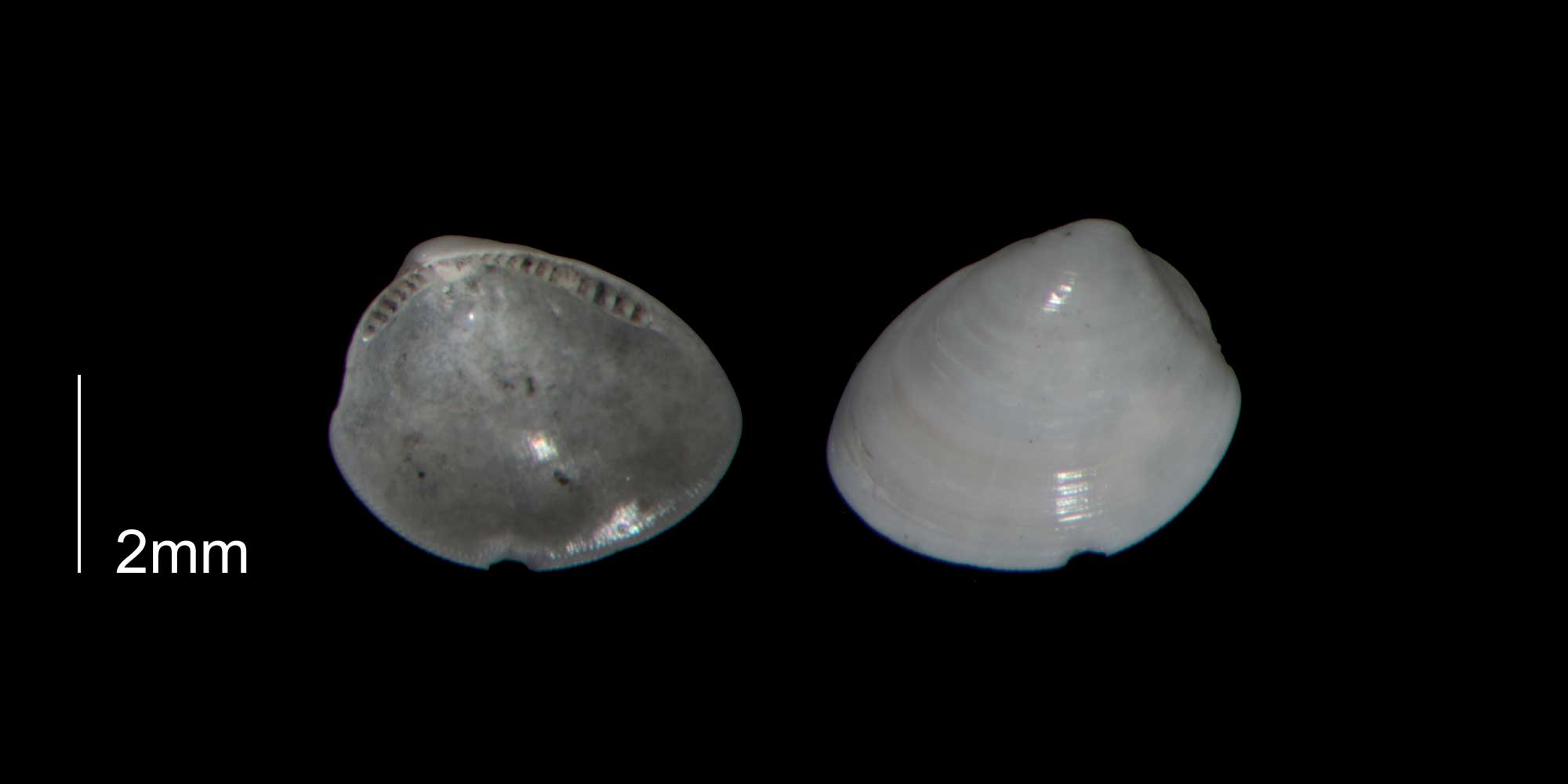 Photographs of Nucula proxima.