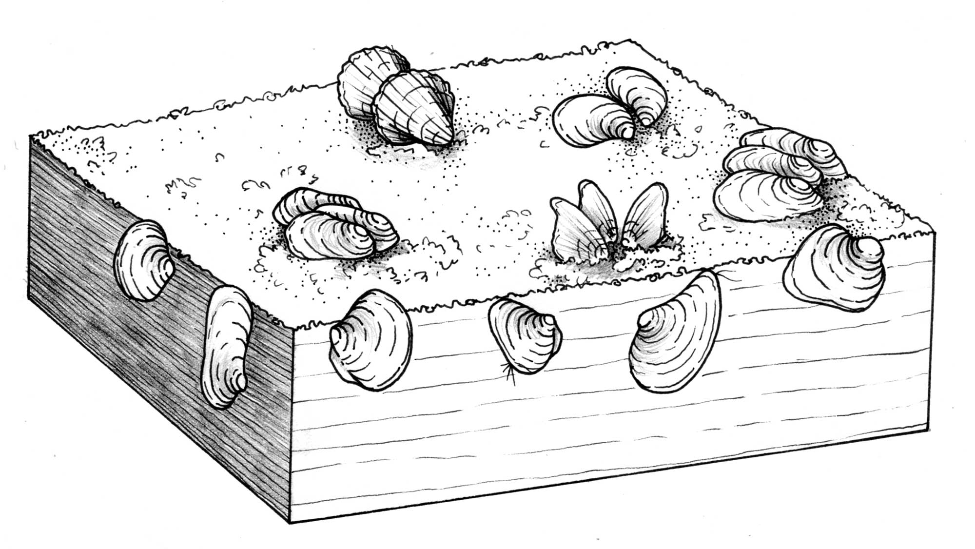 Illustration of the life habits of Ordovician bivalves.