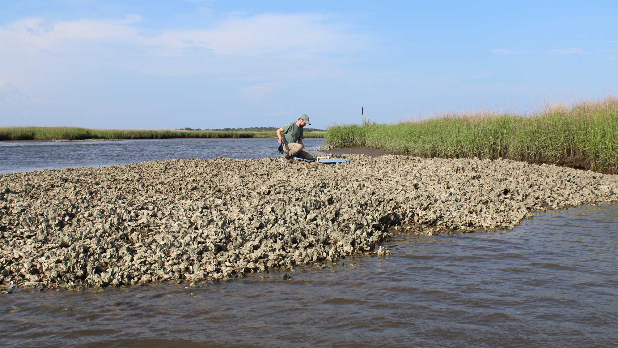 Photograph of a man collecting oyster samples.