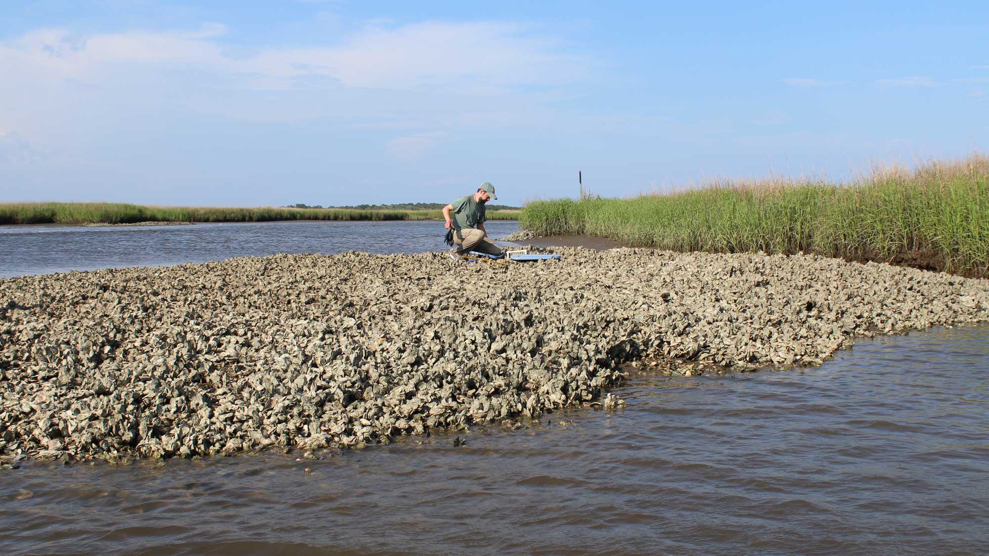 Photograph of a man collecting oyster samples.