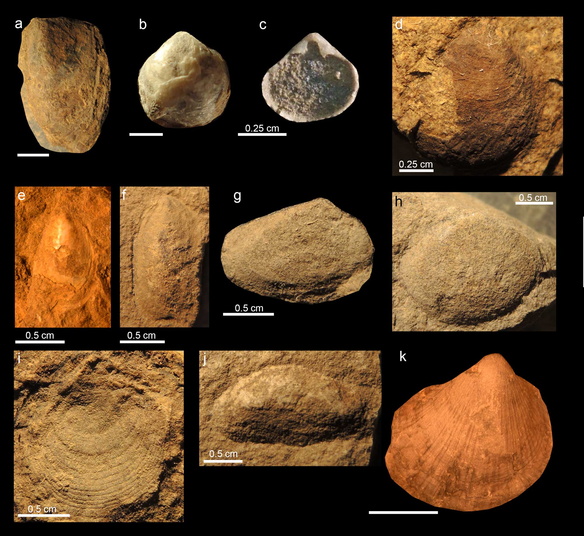 Photographs of Triassic bivalve specimens.