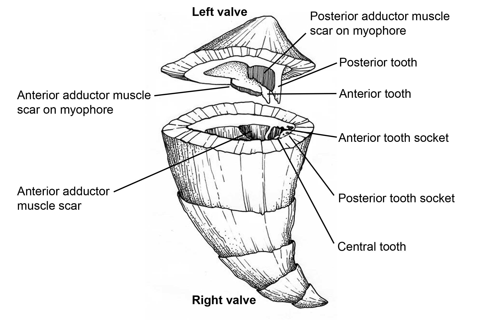 Illustration showing the parts of a rudist shell.