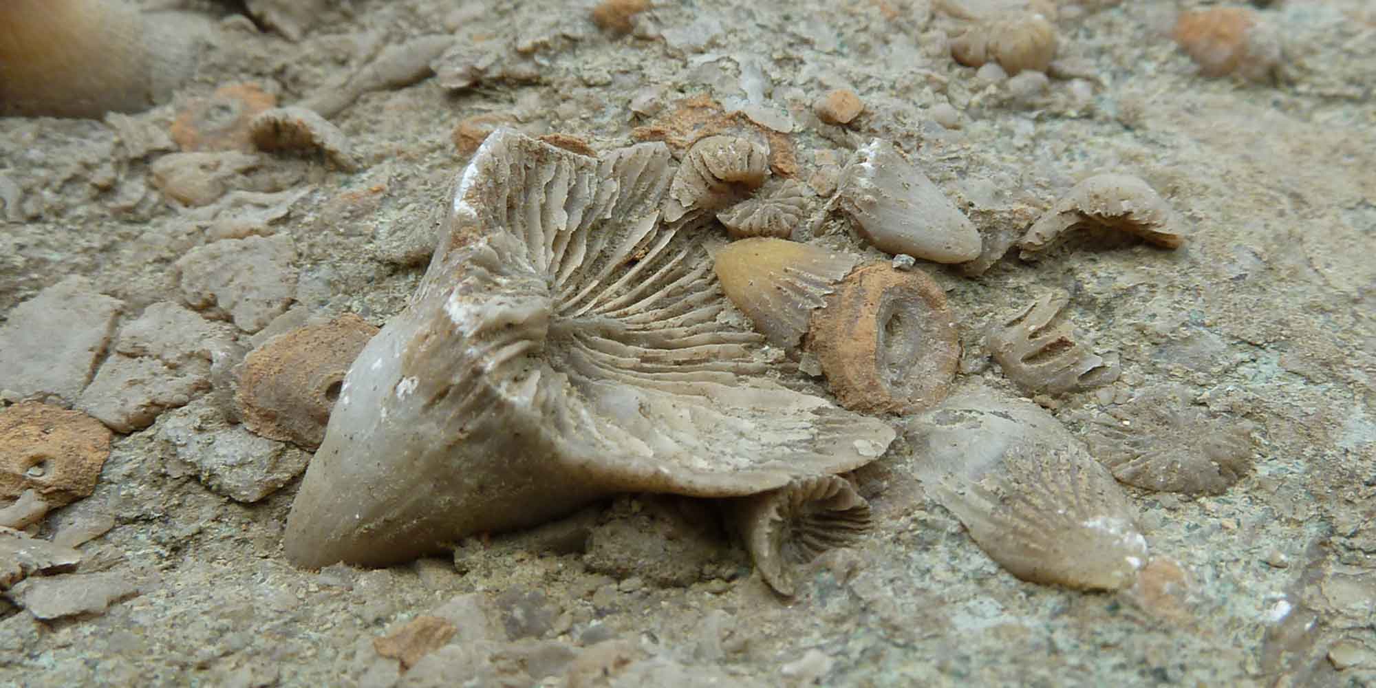 Photograph of a rugose coral fossil.
