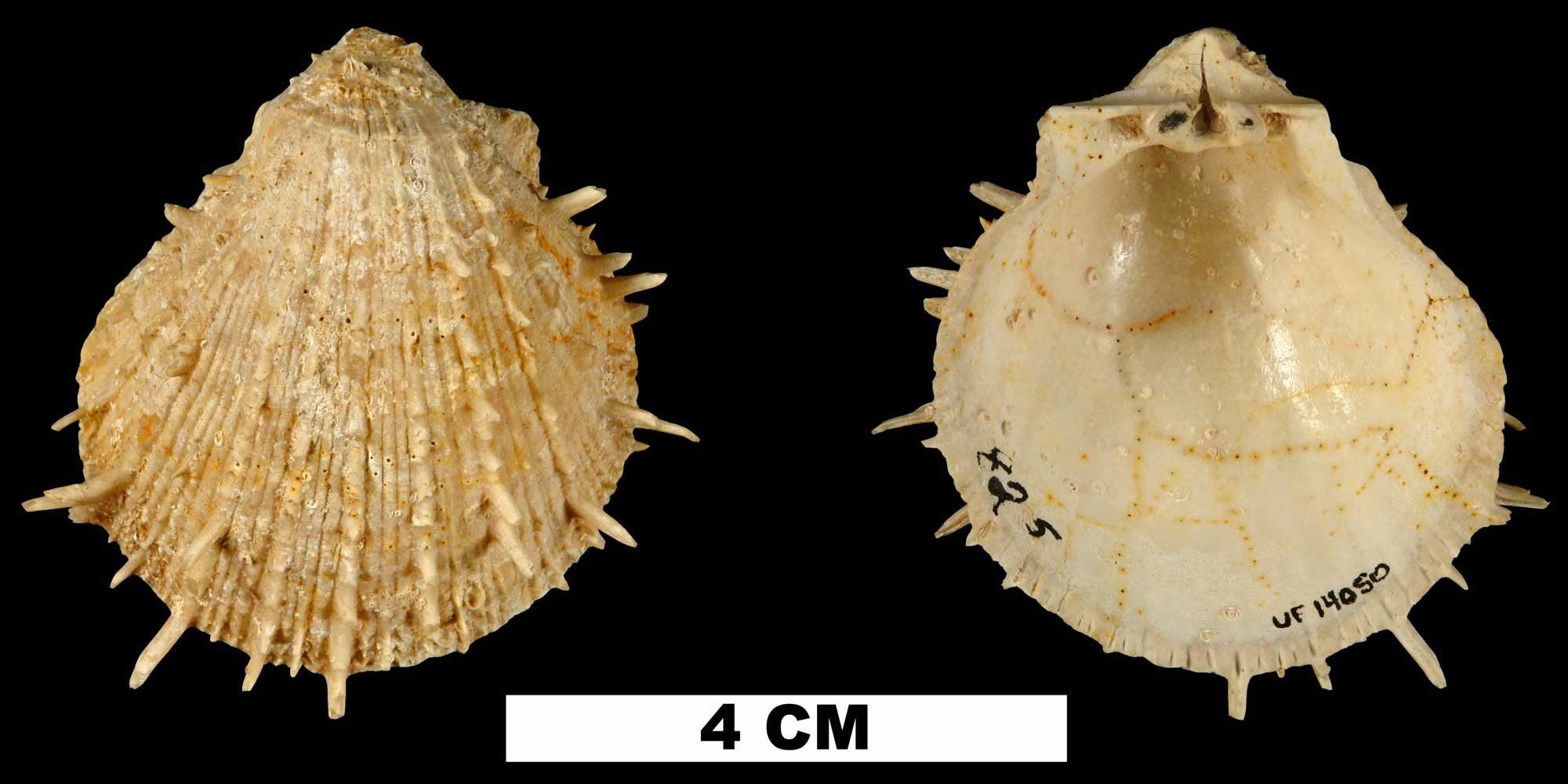 Photographs of Spondylus chipolanus.