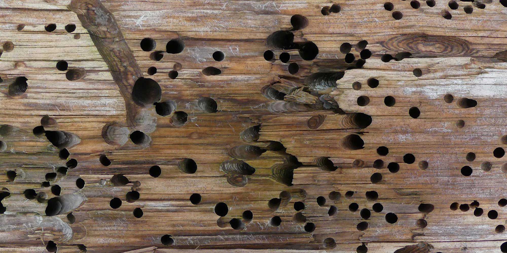 Photograph of Teredo borings in wood.