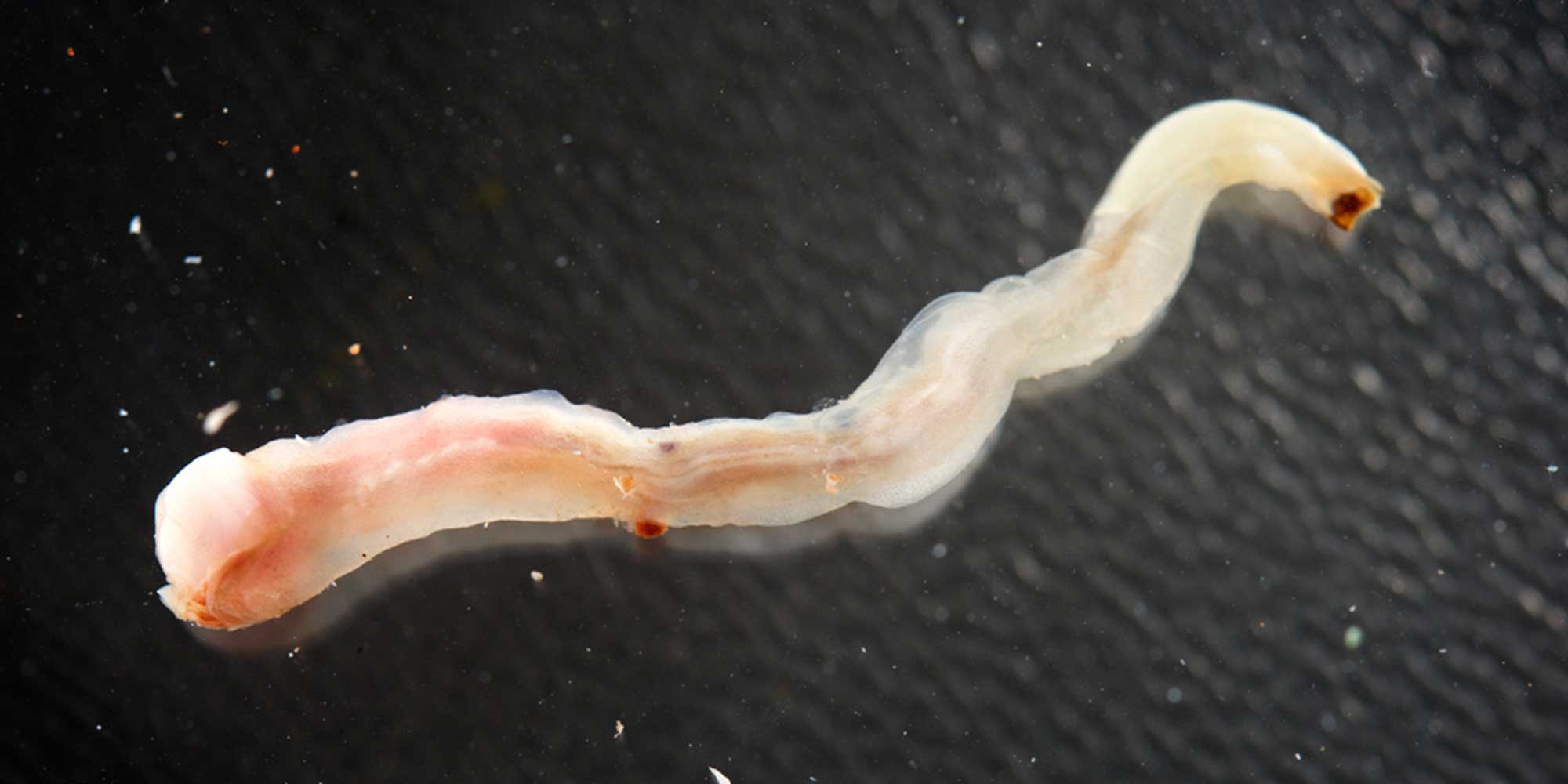 Photograph of the shipworm Teredo clappi removed from its tube.