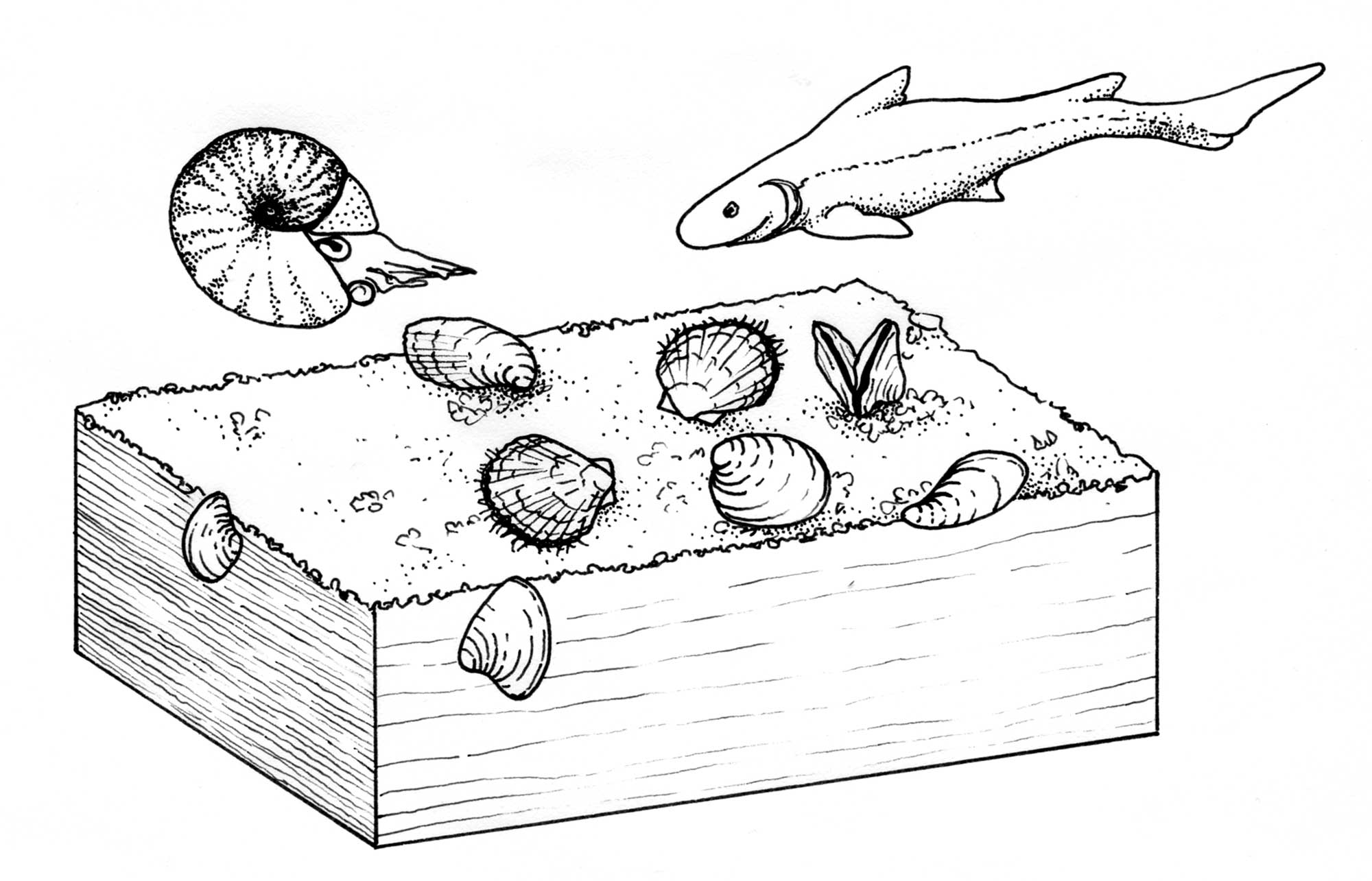 Illustration of the life habits of Triassic bivalves.