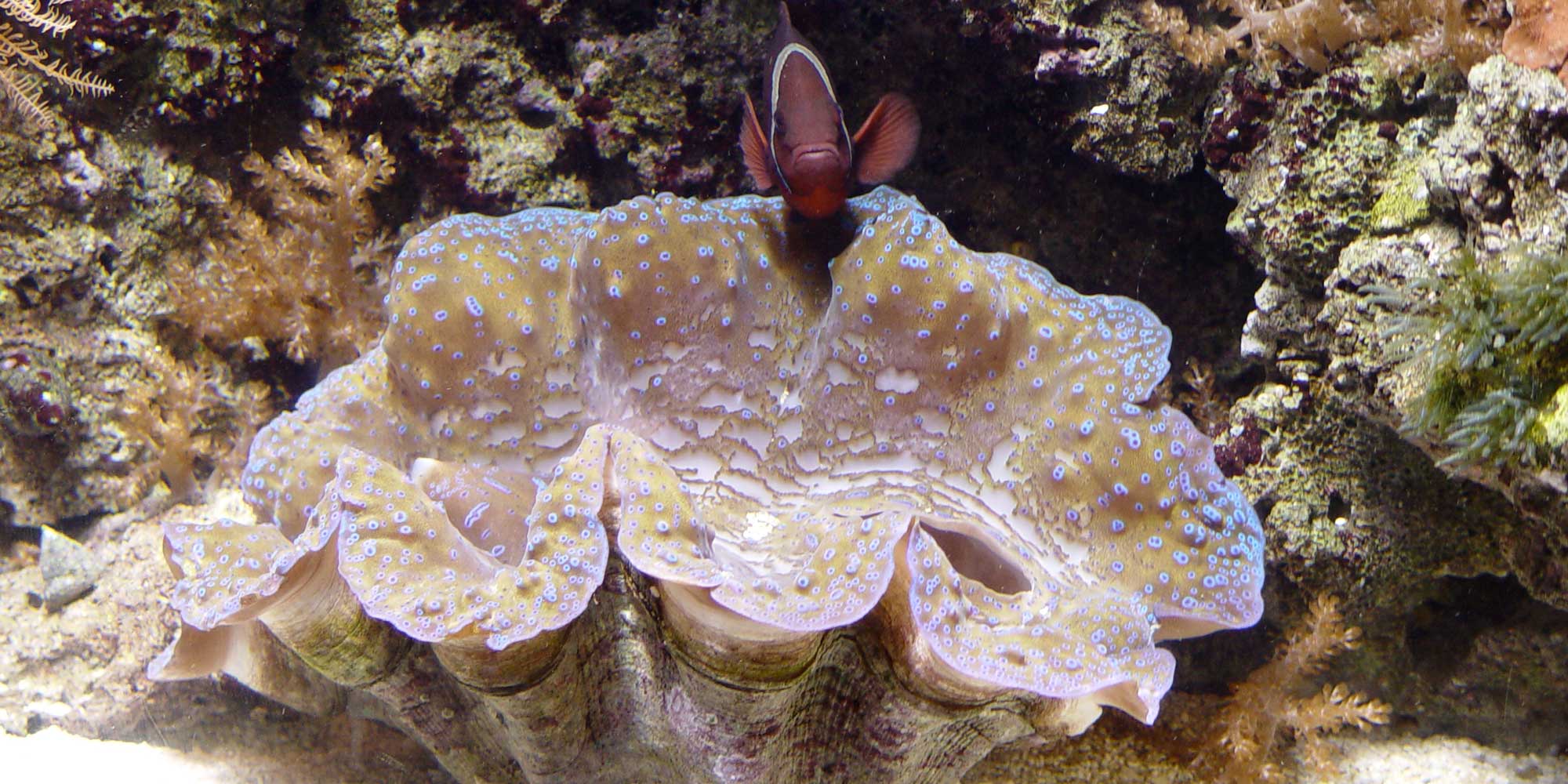 Photograph of living Tridacna.