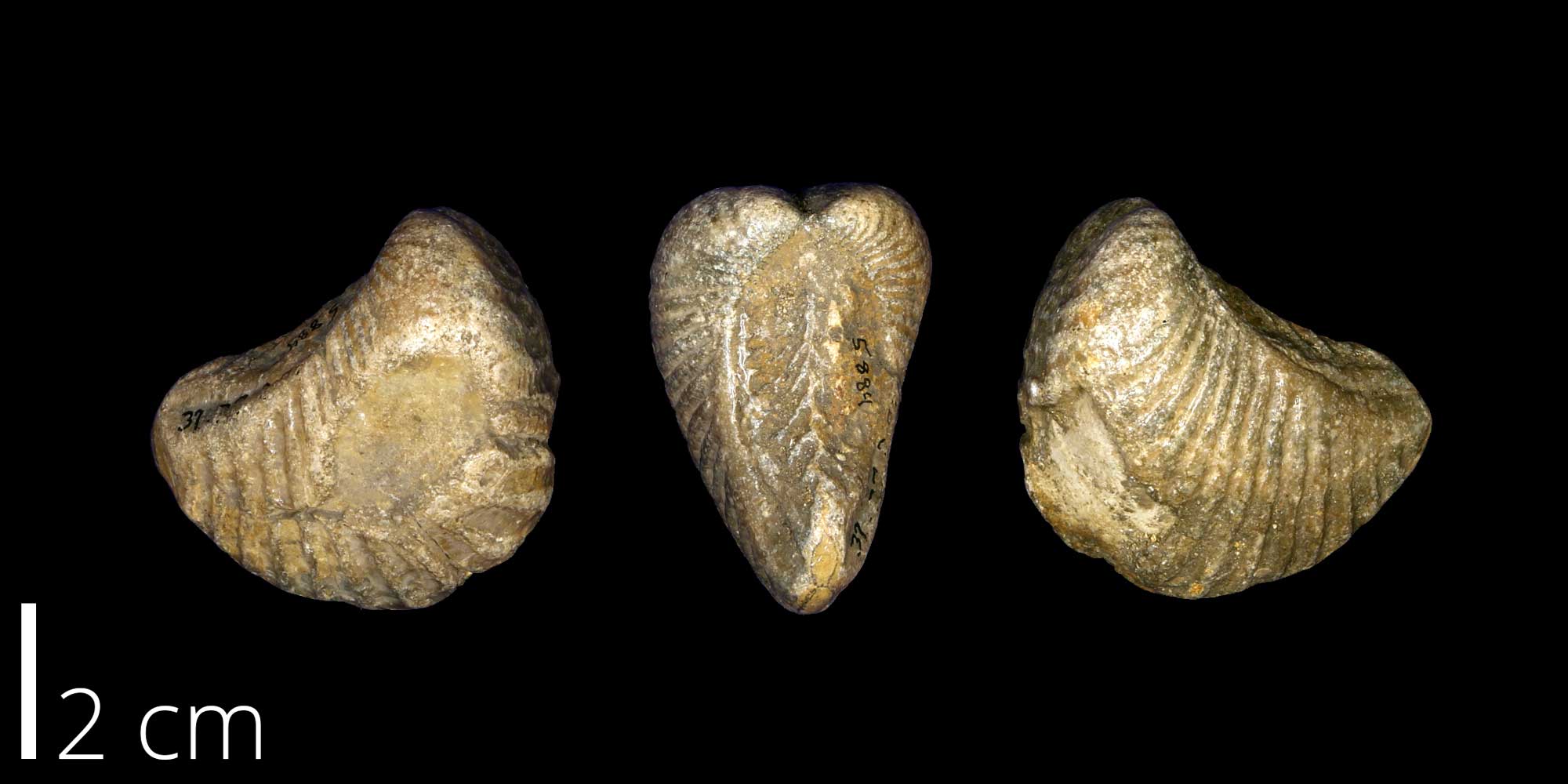 Photographs of Trigonia clavigera.