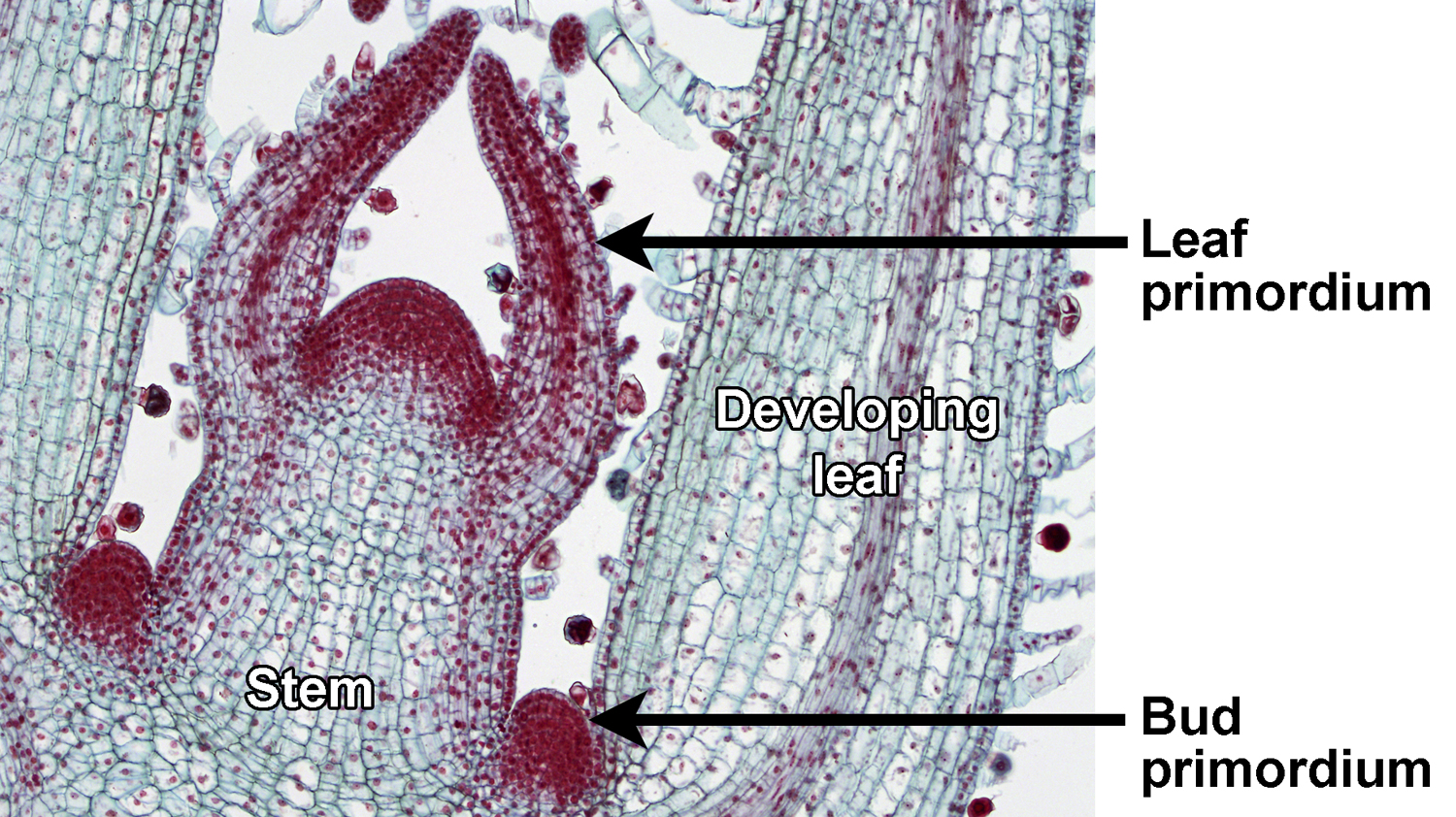 Photo of a longitudinal section of a Coleus shoot apex with leaves, a bud, and a stem labelled.