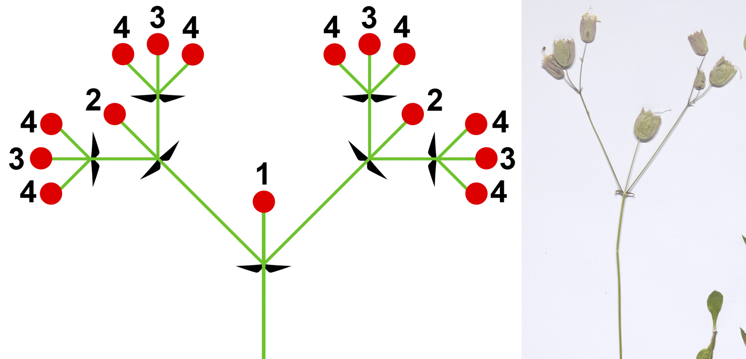 2-Panel image of compound dichasial cymes. Panel 1: Diagram of a compound dichasial cyme, with each axis ending in a flower and growth taken over by pairs of lateral axes. Panel 2. Photo of a herbarium specimen of bladder campion showing dichasial cymes.