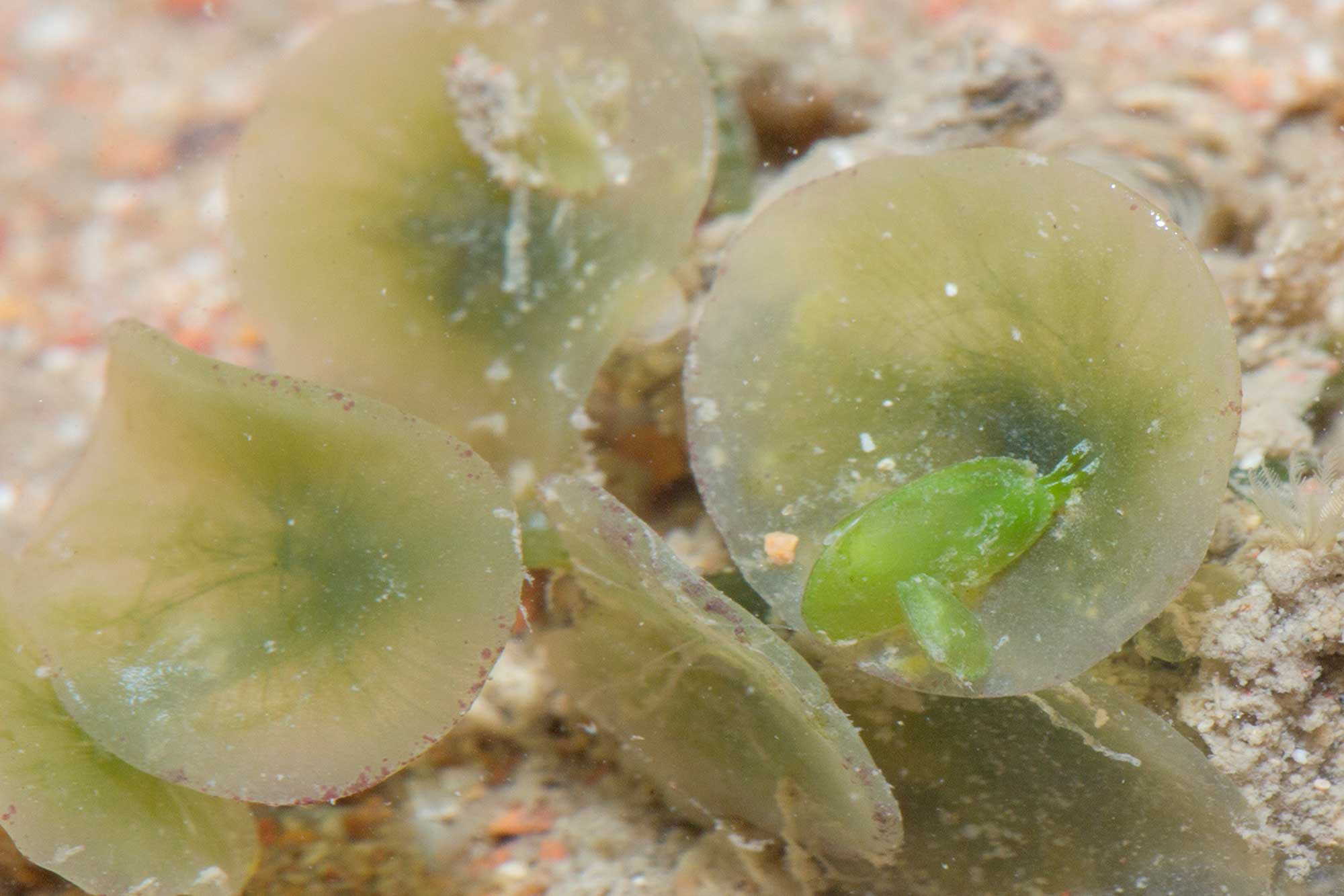 Photograph of the living bivalved gastropod Berthelinia singaporensis.