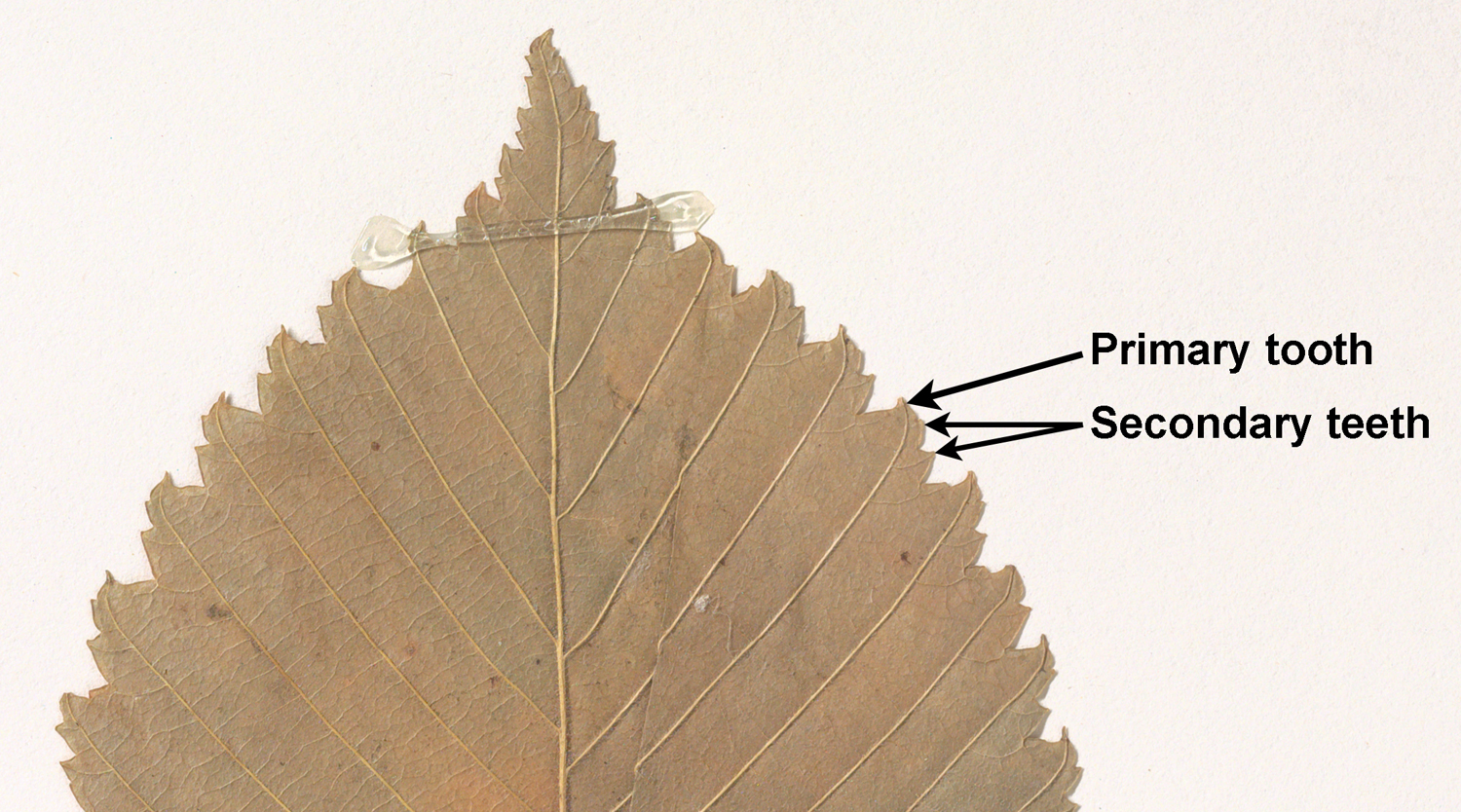 Image of a leaf tip showing a margin with compound teeth, examples of primary and secondary teeth labeled.