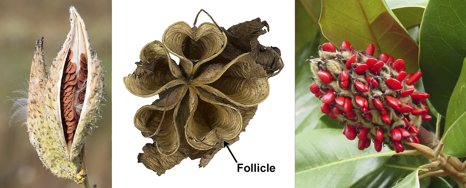 3-Panel figure. Panel 1: Follicle of milkweed. Panel 2: Group of 5 follicles of hellebore. Panel 3: Aggregation of follicles of magnolia.