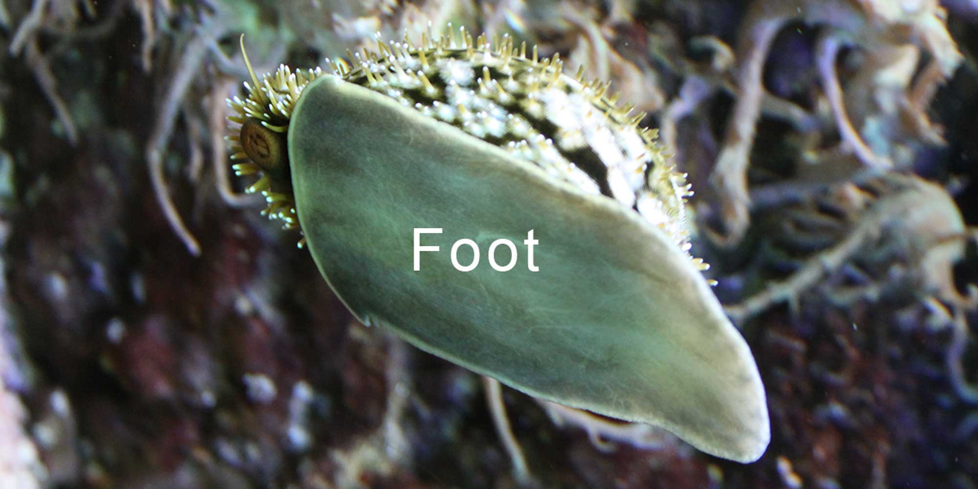 Photograph with the foot of a cowrie shell identified.