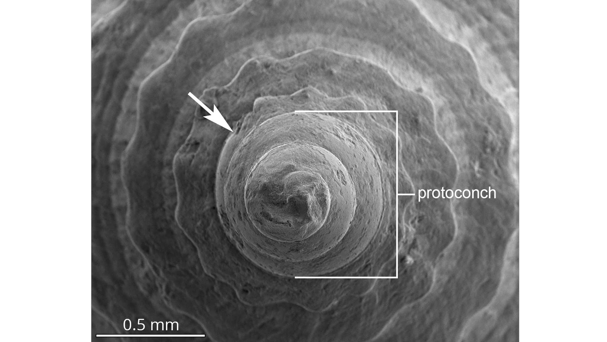 Magnified image of a cone snail protoconch.