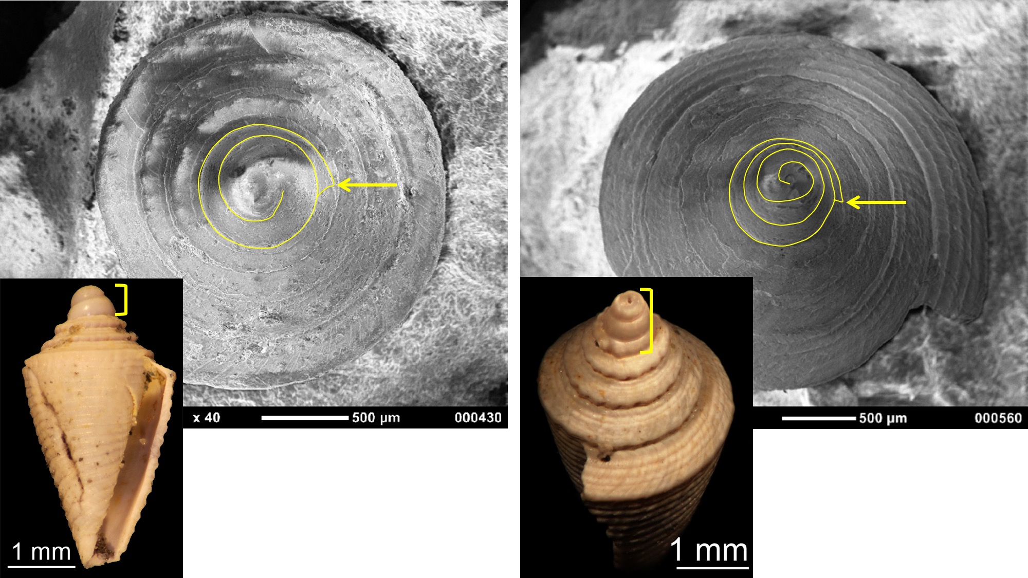 Image comparing the differences between the fossil protoconchs of a lecithotrophic and planktotrophic species of cone snail.