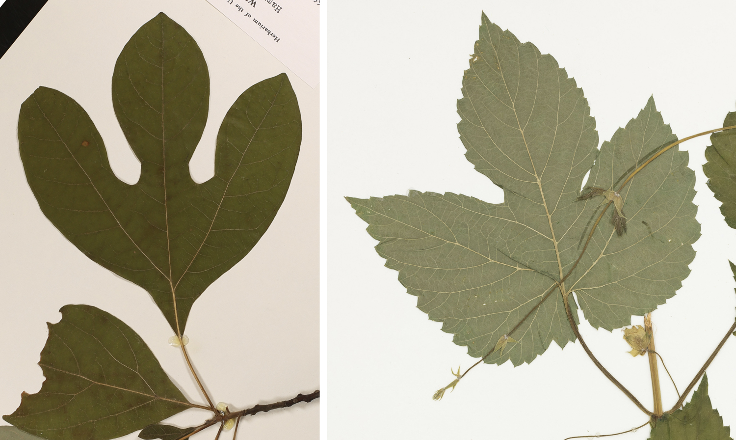 2-Panel figure with photgraphs of sassafras leaves. Panel 1. Three-lobed leaf of sassafras without teeth on the margin. Panel 2. Three-lobed leaf of hops that has a margin with teeth.