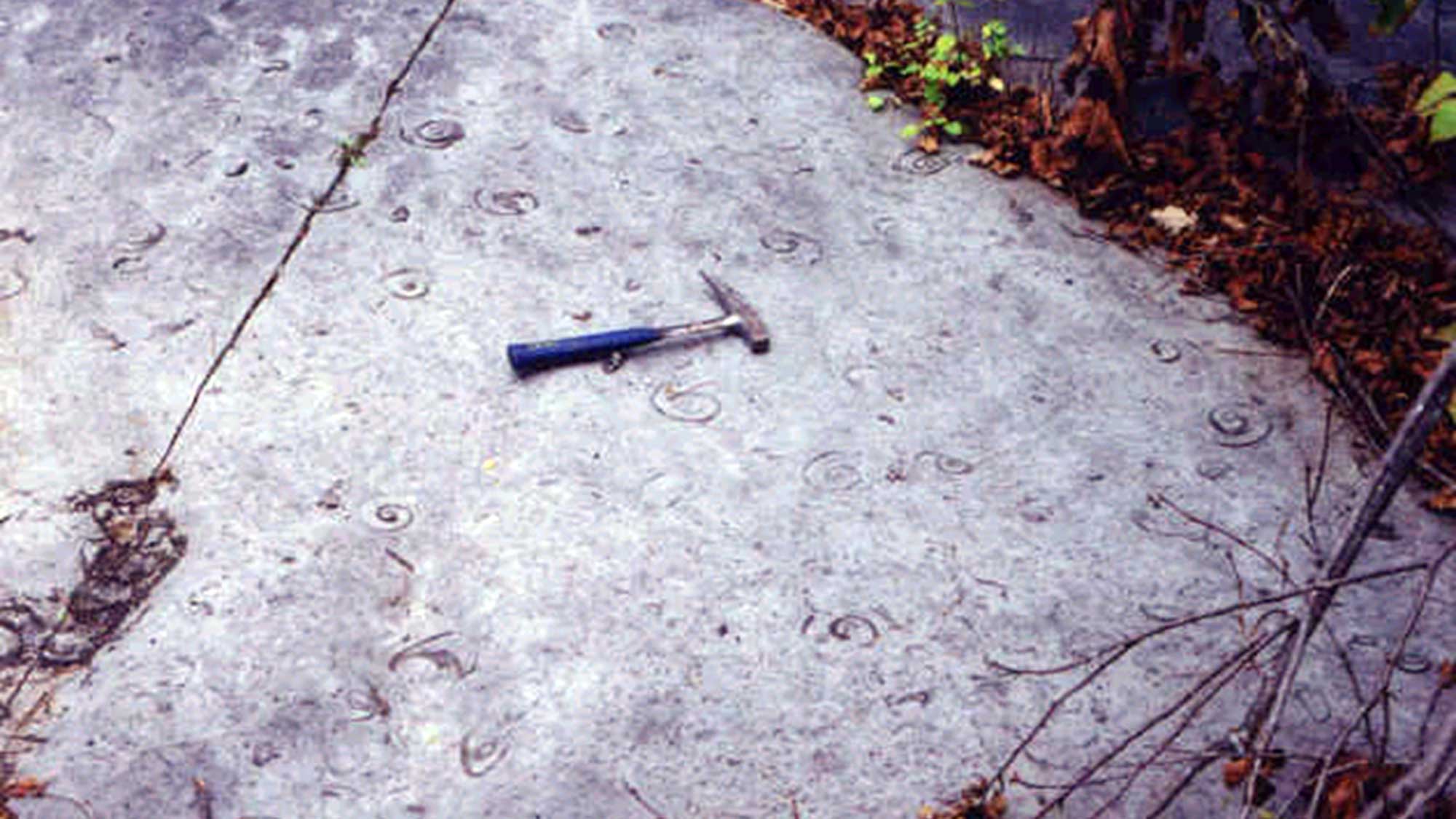 Photograph of a bedding plane covered in large gastropod fossils.