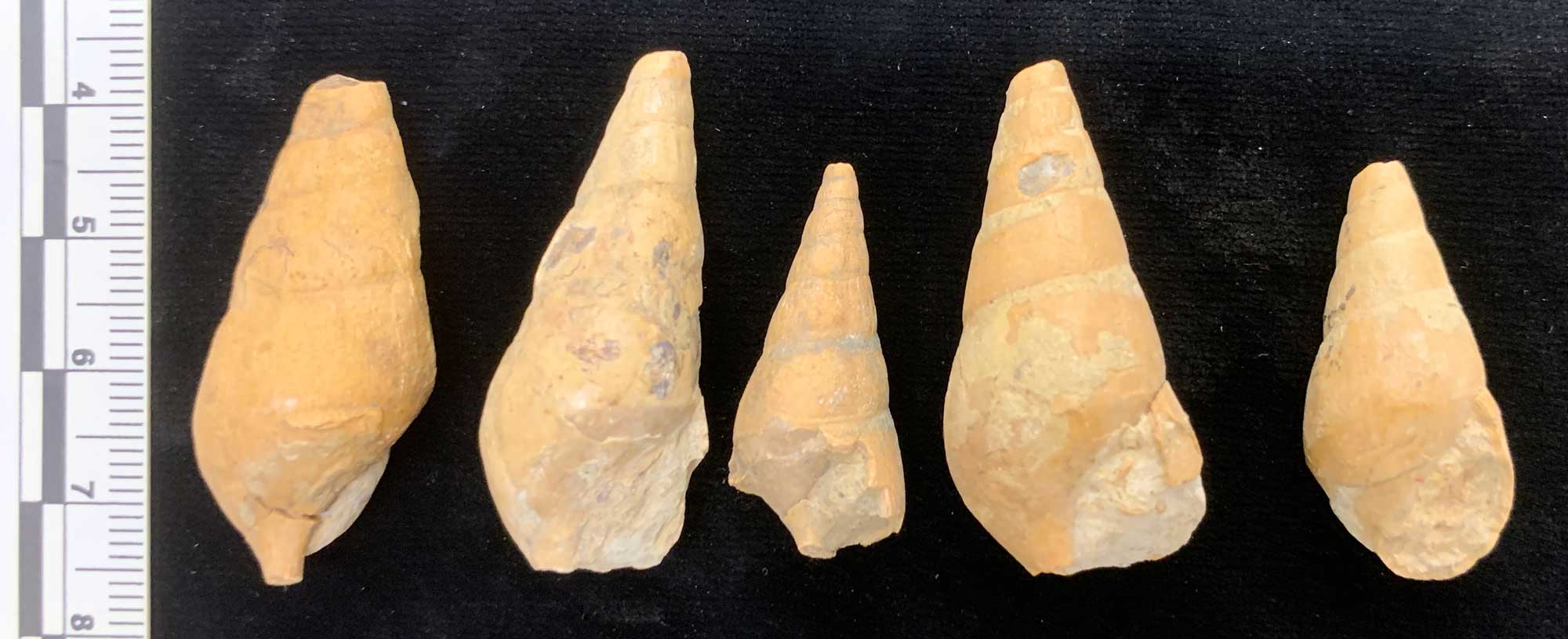 Photograph of five specimens of Meekospira peracuta.