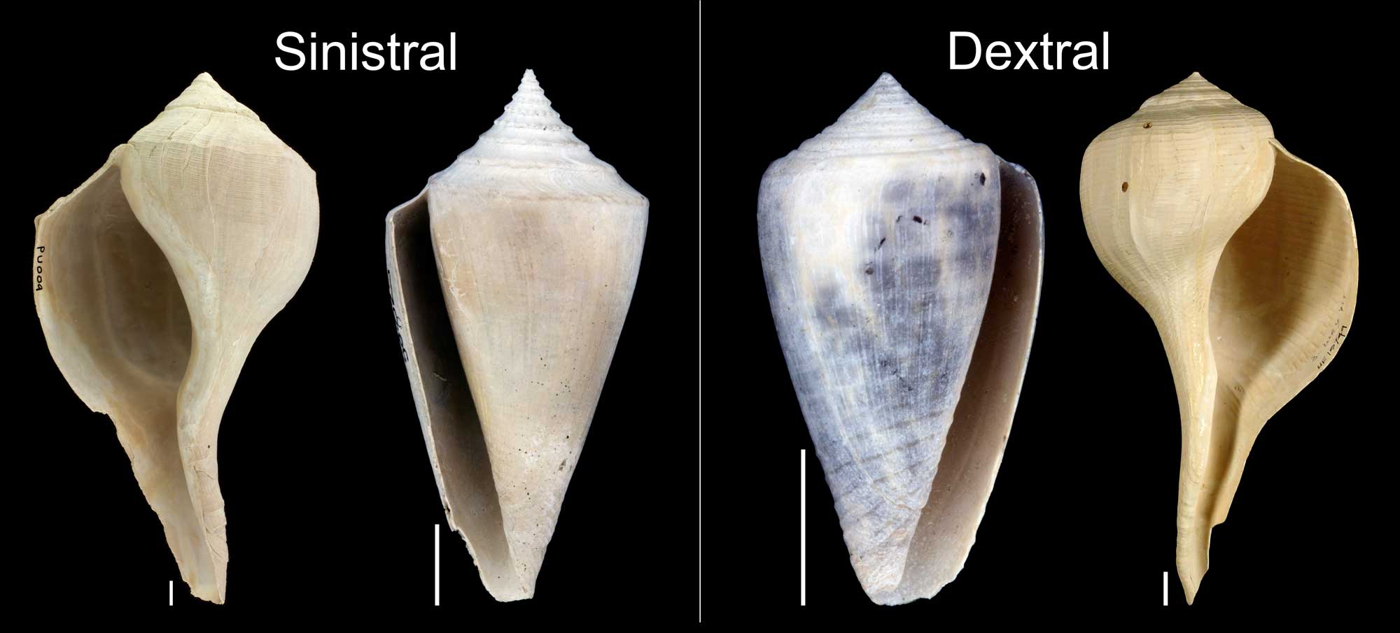 Image showing two examples of sinistral shells and two examples of dextral shells.