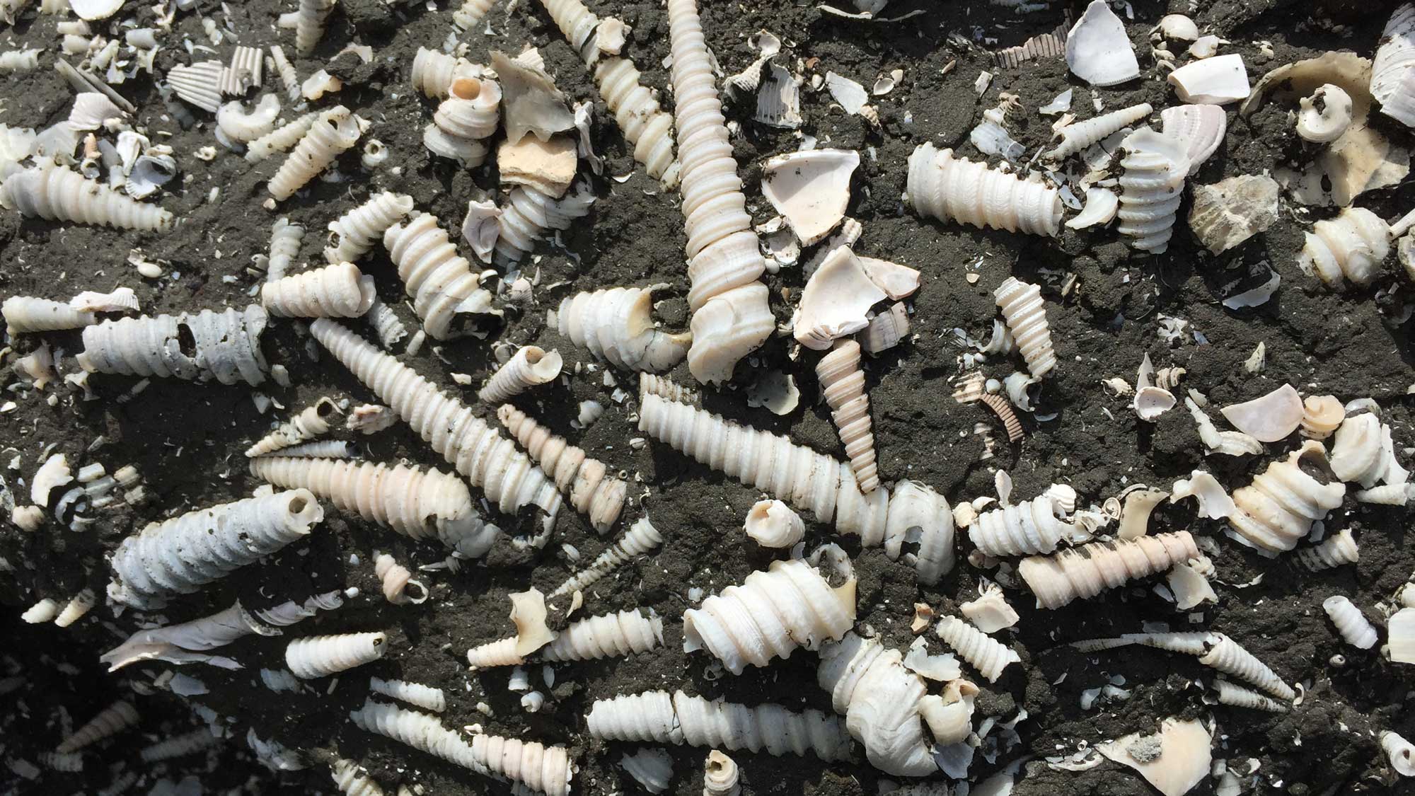 Photograph of a large accumulation of fossil Turritella shells in a Miocene deposit in Panama.