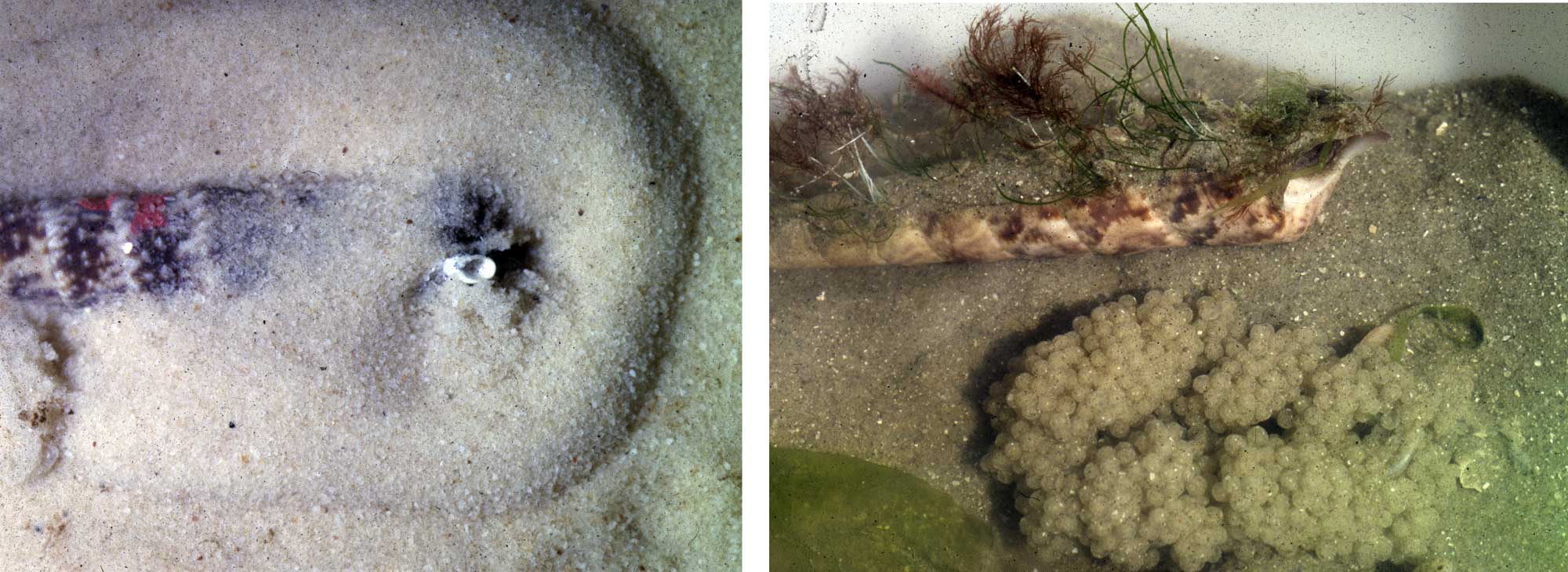 Two photographs of living Turritella gonostoma snails.