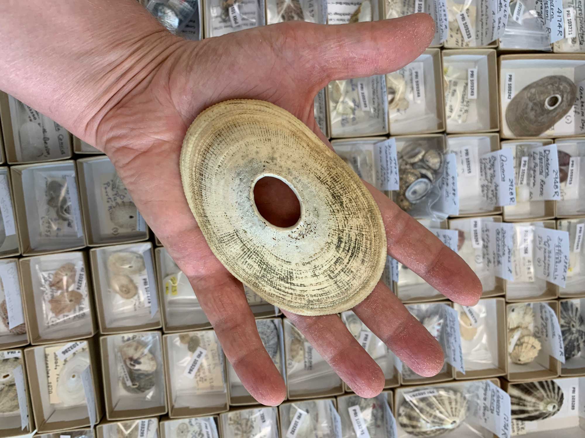 Photograph of a very large specimen of key hole limpet, Megathura crenulata.