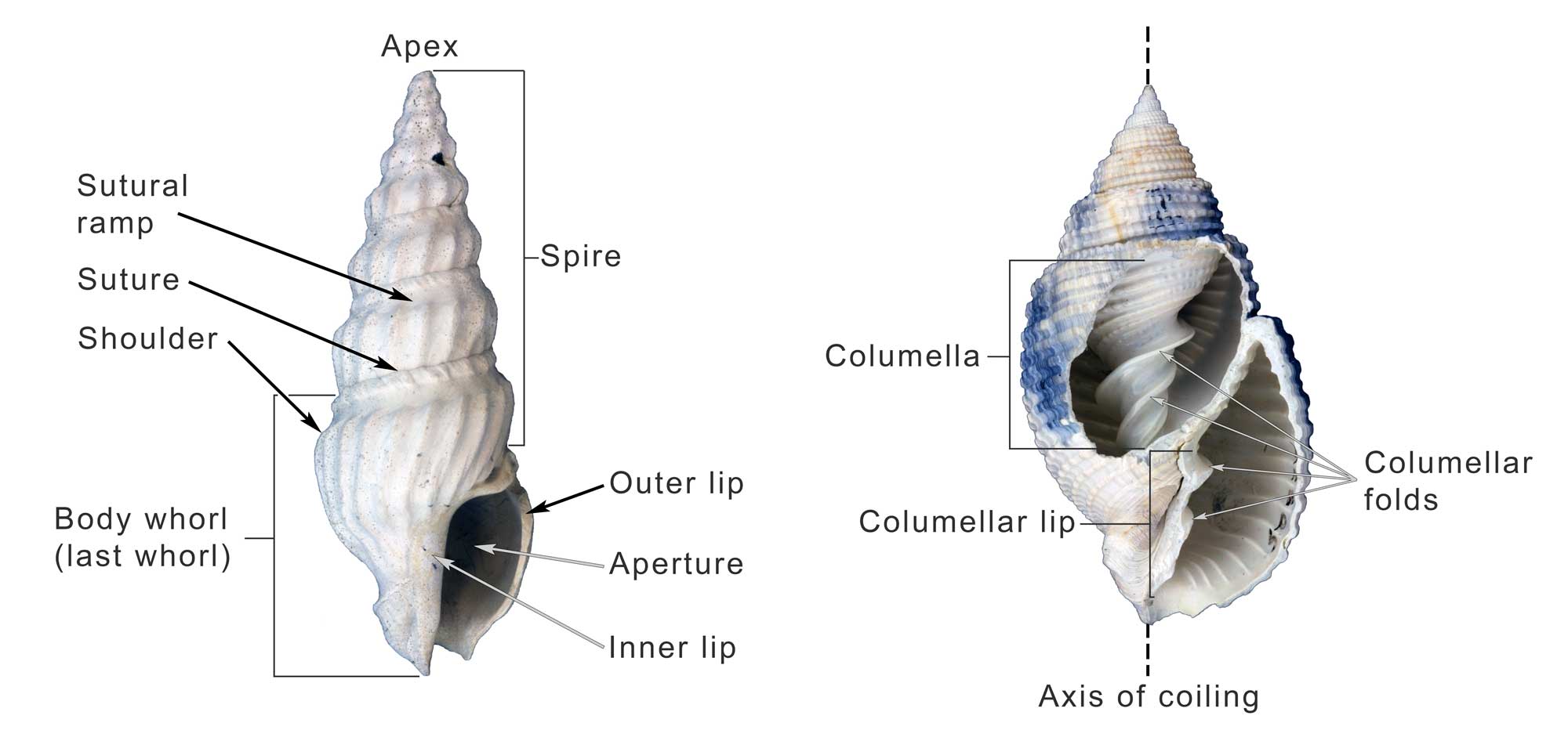 Image with two photographs of fossil snail shells, with major features identified.