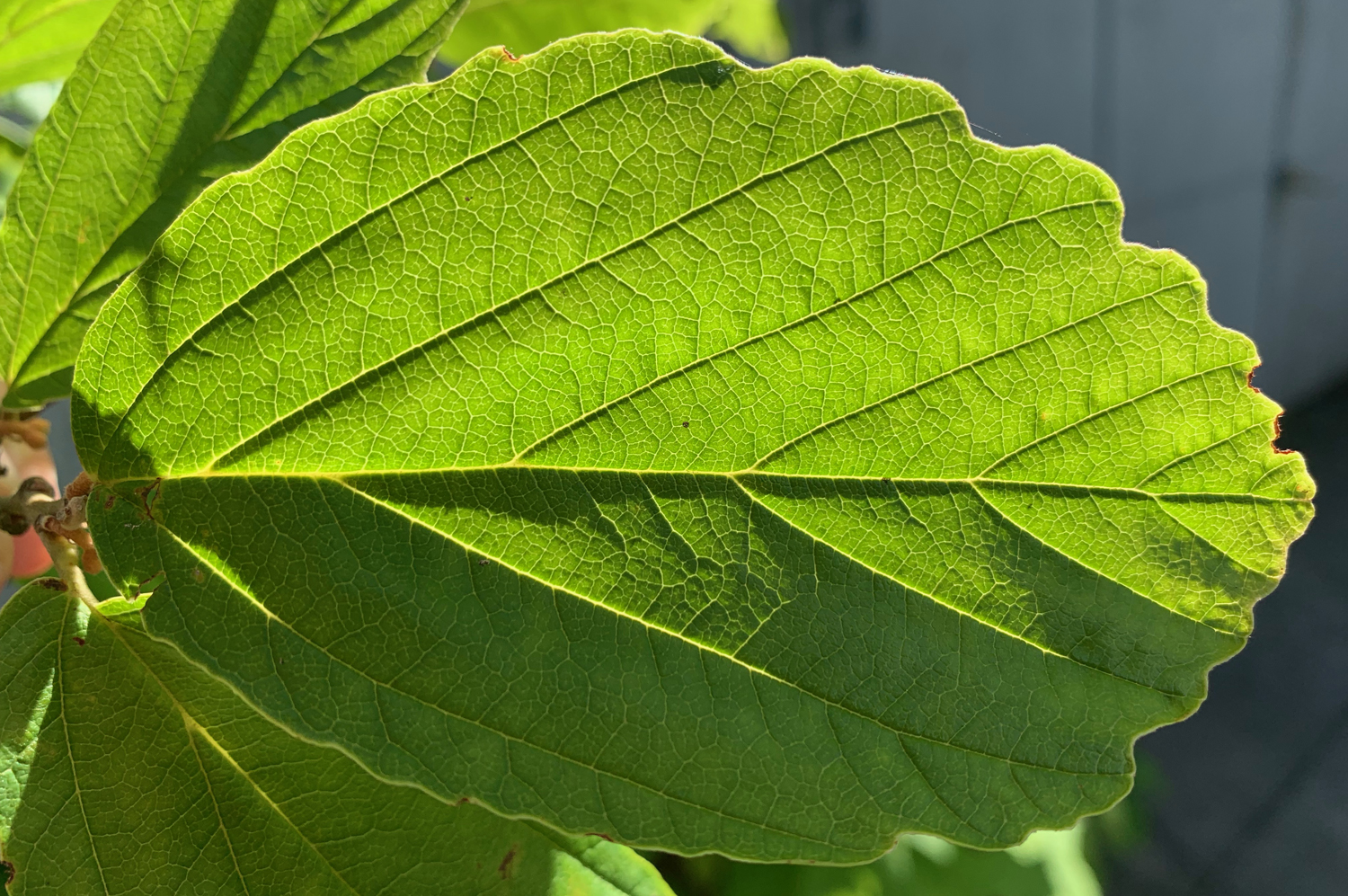 Photography of a witch hazel leaf lit my the sun in a way that makes the venation pattern stand out.