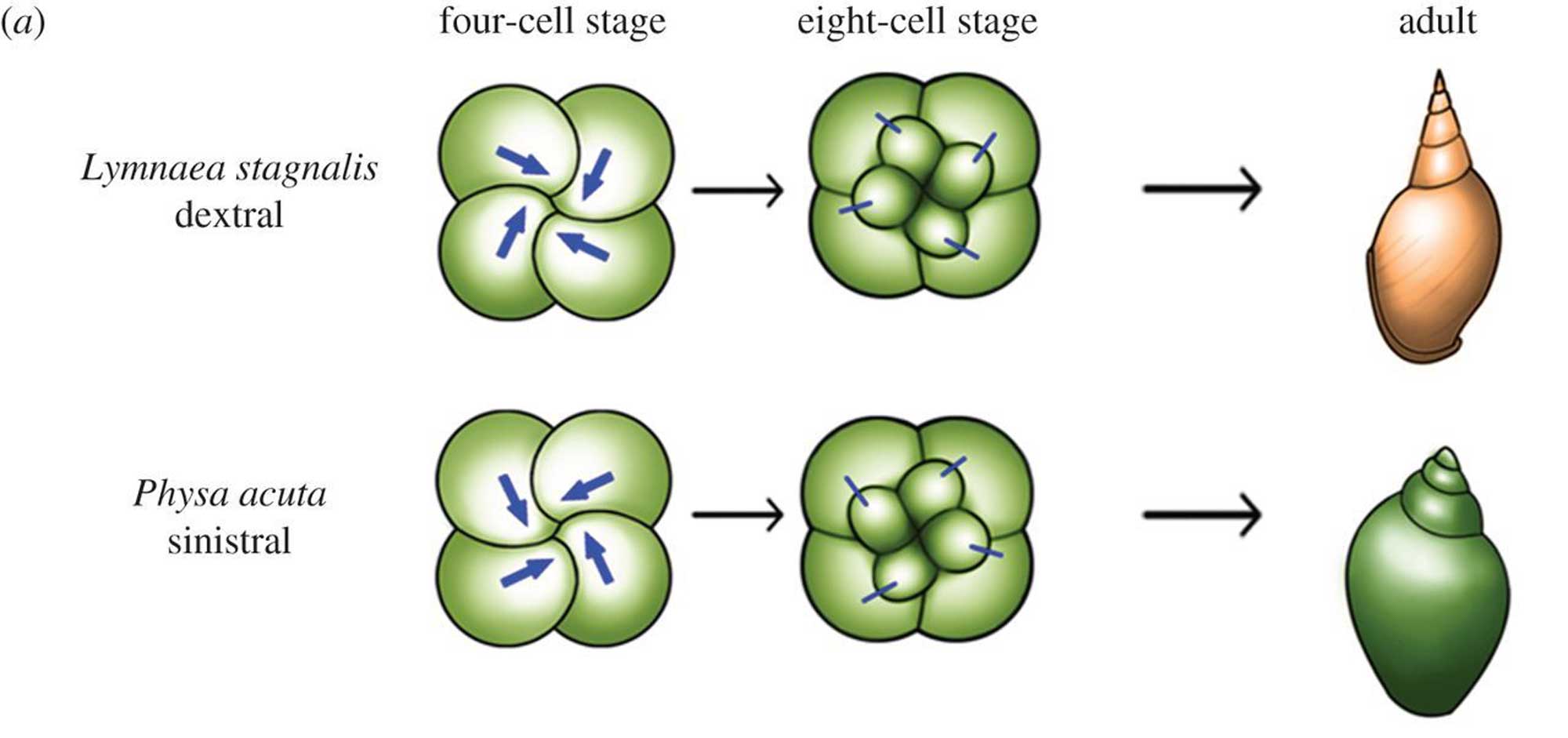 Illustration showing differences in the developing embryos of dextral and sinistral gastropods.