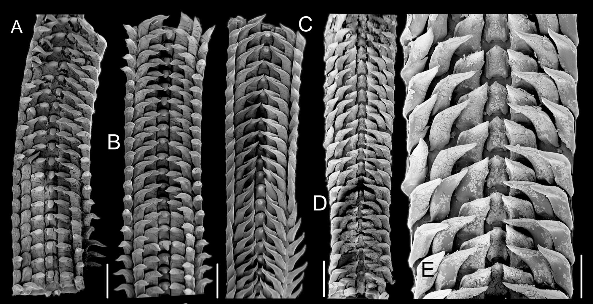 Images of cowrie radulae.