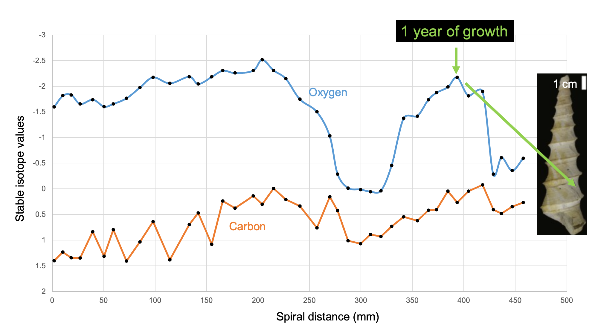 Diagram showing the oxygen and carbon isotope curves for a specimen of fossil Turritella.