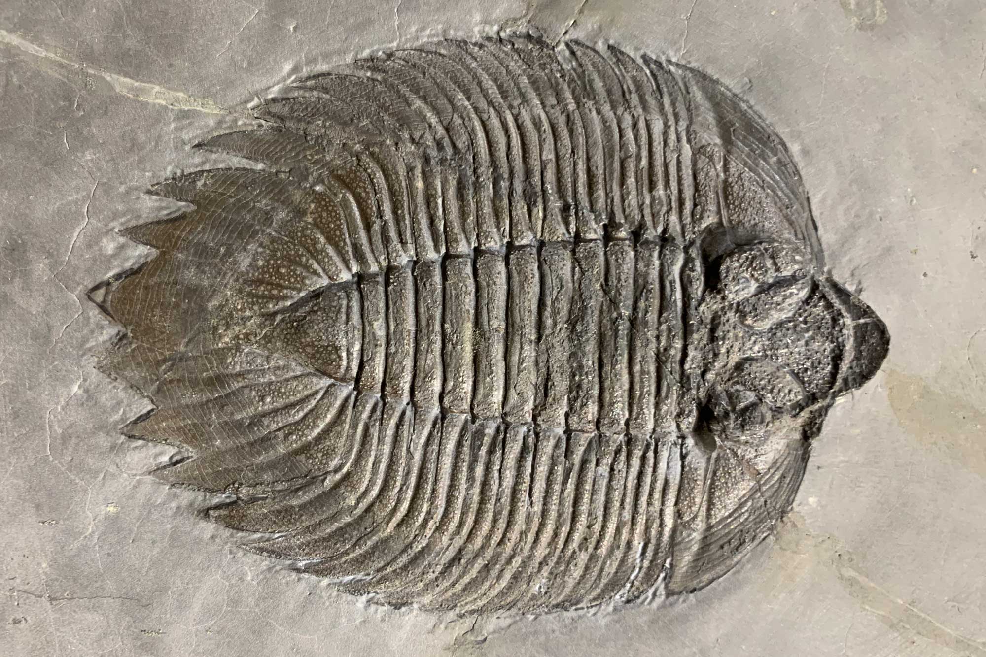 Photograph of the trilobite Arctinurus boltoni from the Silurian of New York.
