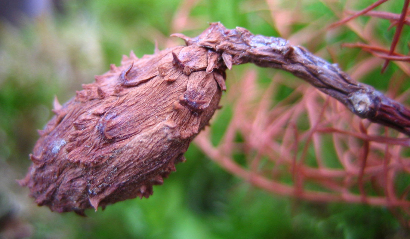 Photograph of a modern Glyptostrobus seed cone on a living plant. The cone is roughy elliptical in shape and the cone scales are closed. The tip of each cone scale is pointed and projects outward from the surface of the cone.