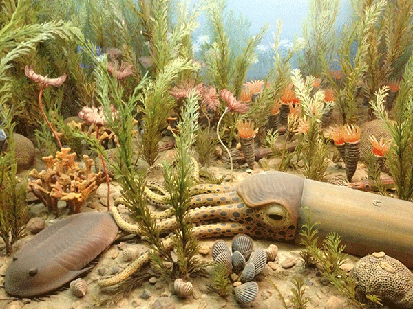 Diorama of Ordovician life on display at the American Museum of Natural History