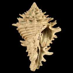 The fossil vase shell Hystrivasum horridum.