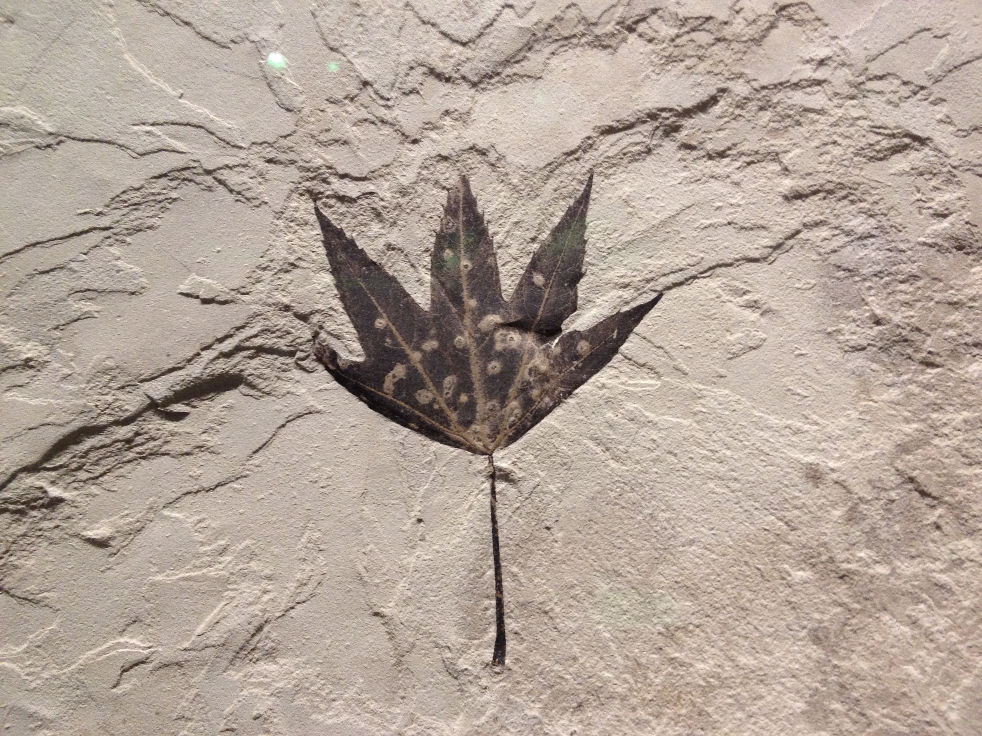 A carbonized fossil plant leaf from the Eocene Green River Formation