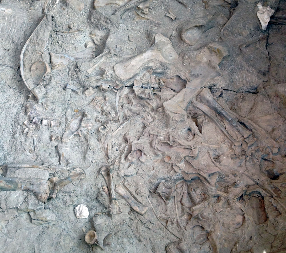 Jurassic dinosaur bones preserved on a naturally uplifted, nearly vertical wall at Dinosaur National Monument, Colorado. 