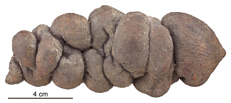 A coprolite specimen from the Oligocene of Clark County, Oregon (collections of the Paleontological Research Institution). 